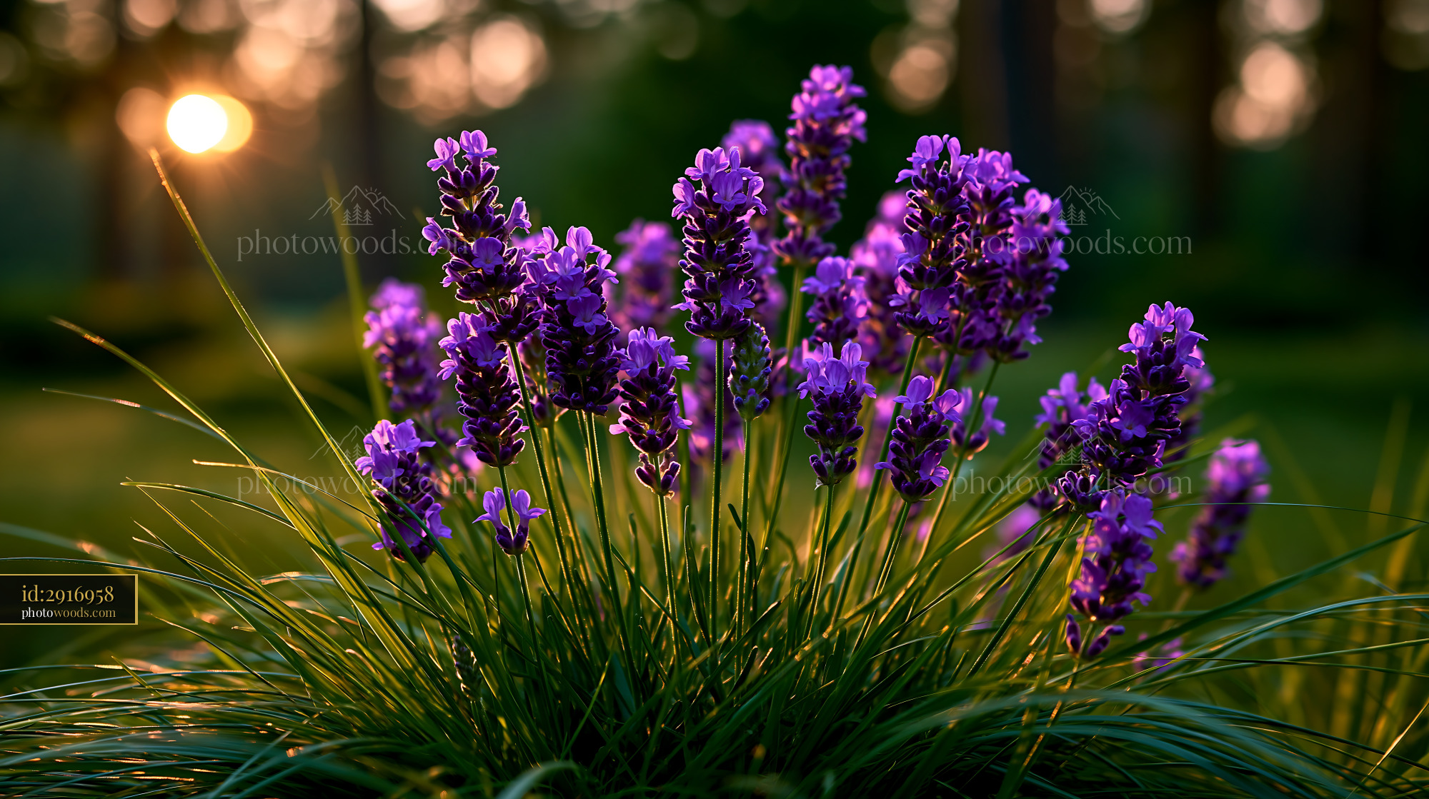 Lavender Blossoms Grow in Garden During Sunset Light
