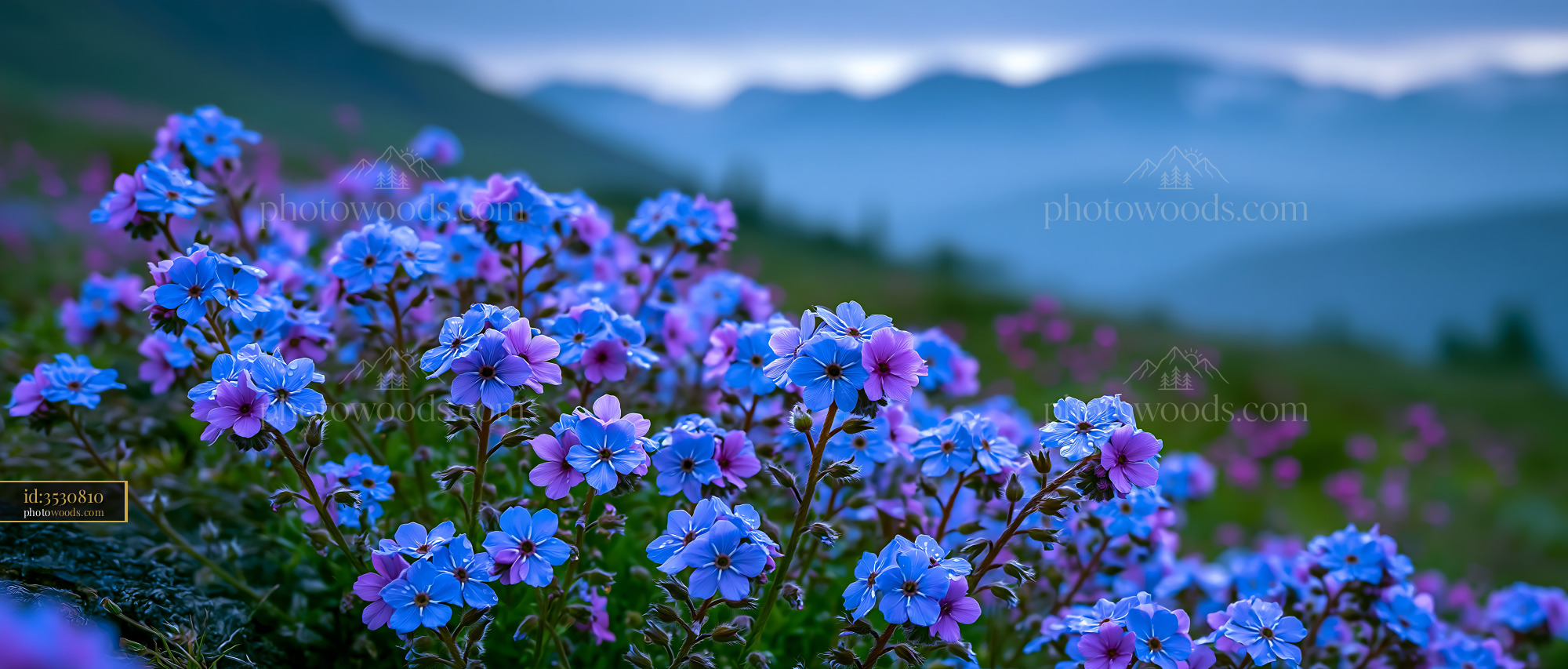 Blue and Pink Flowers Blooming in a Mountain Field at Sunrise