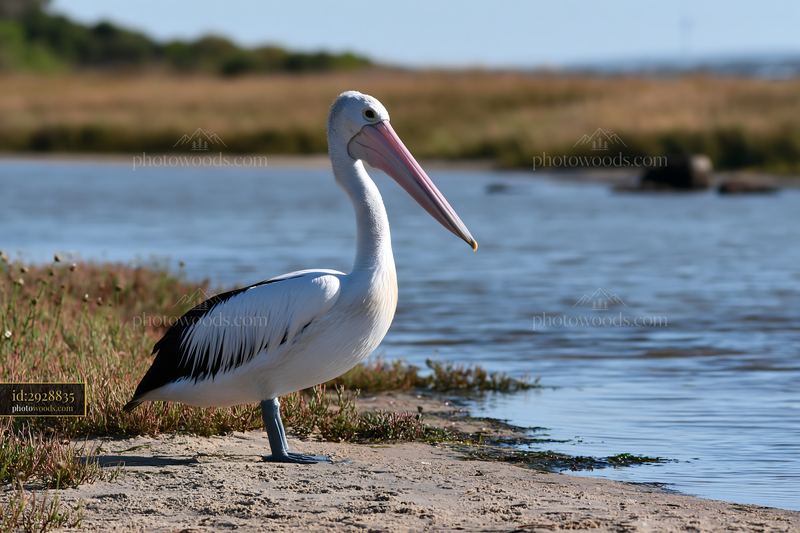 Australian pelican standing beside a coastal lagoon