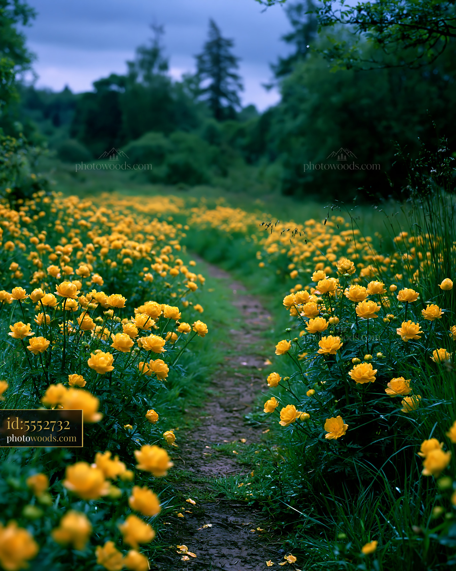 Globeflower Meadow Path in Golden Bloom, Late Spring Season