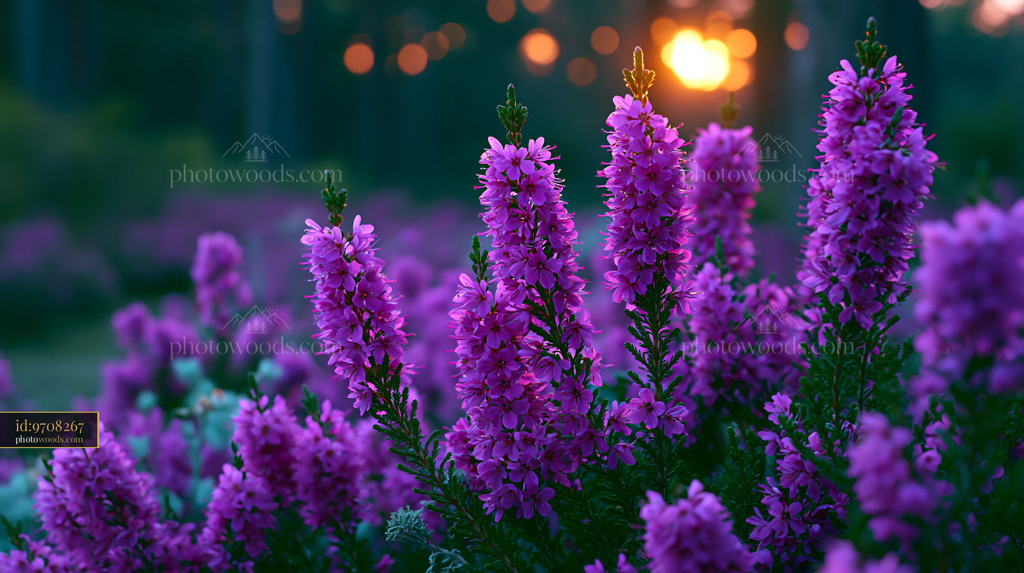 Flowers Bloom in Garden During Sunset With Warm Colors