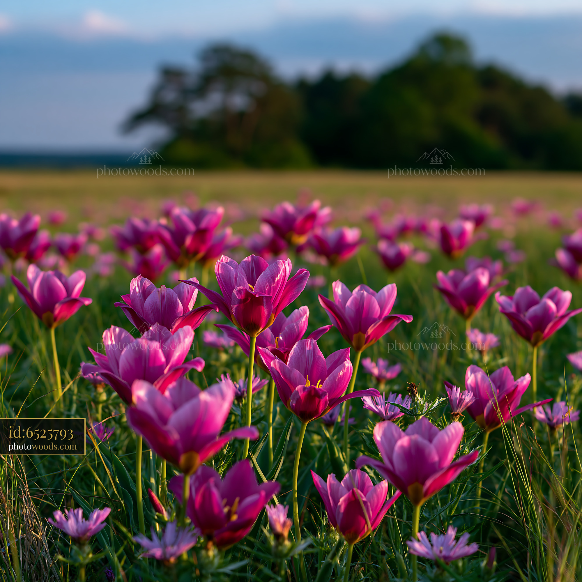Wild Tulips Blooming in the Meadow During Golden Hour