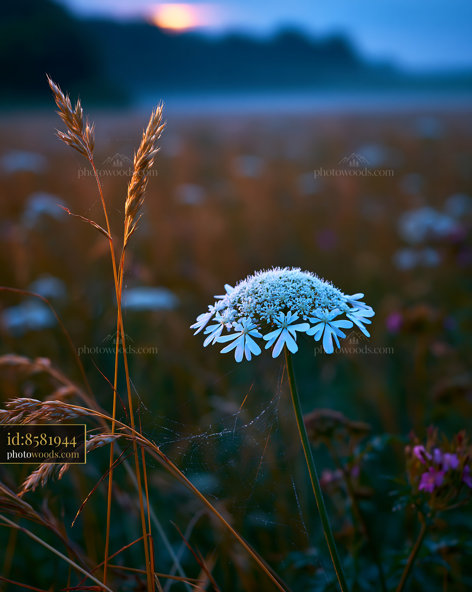 Cow Parsley Blooming in a Meadow at Dusk