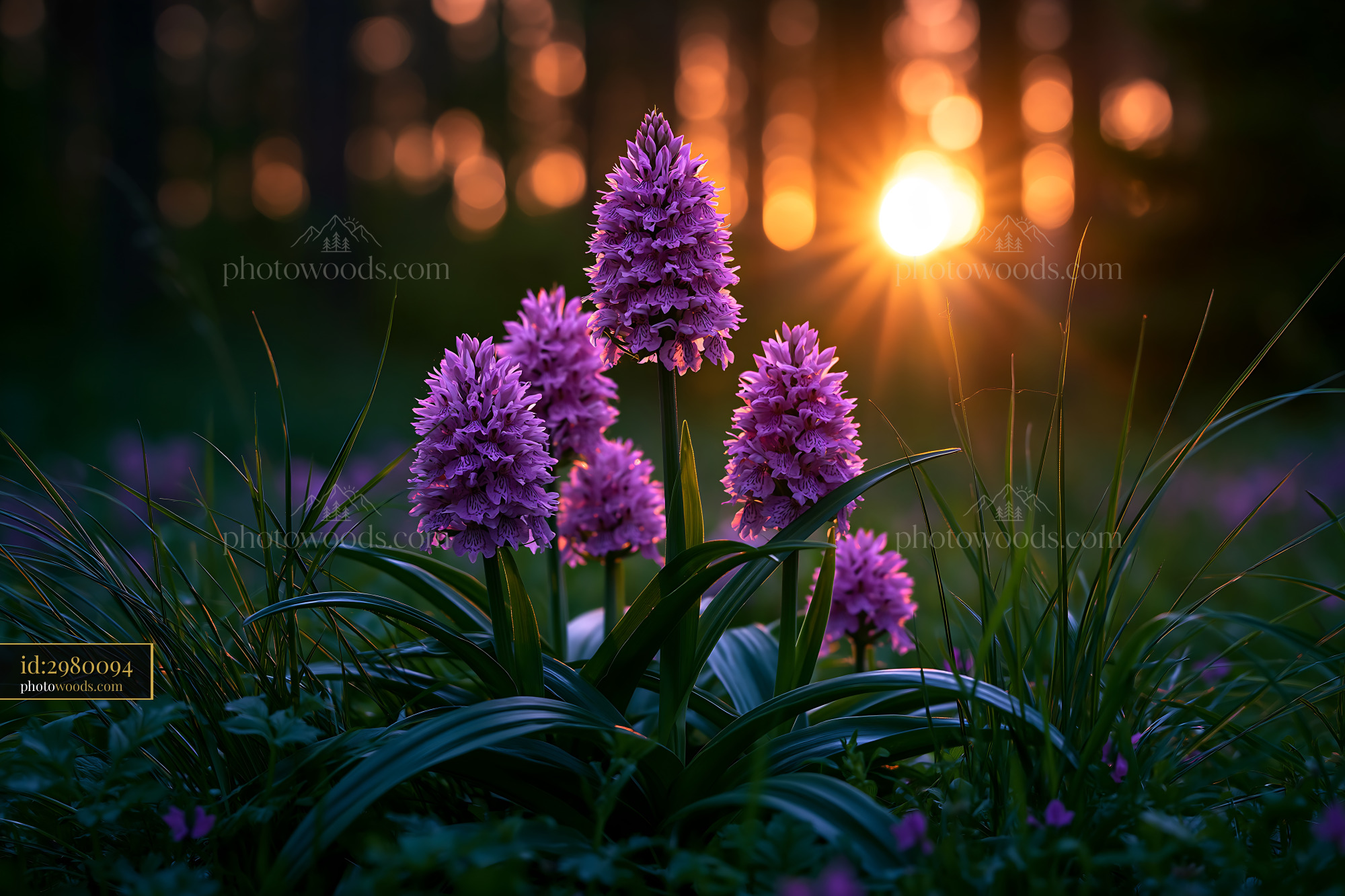 Orchids Under Sunset in a Meadow in the Alps