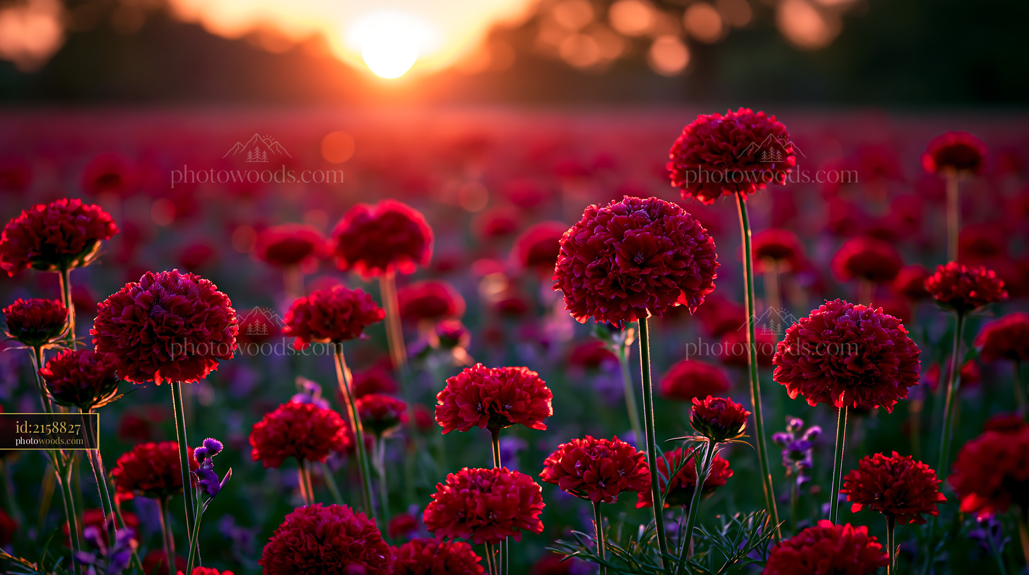 Red Flowers Bloom in a Field During Sunset With Warm Light