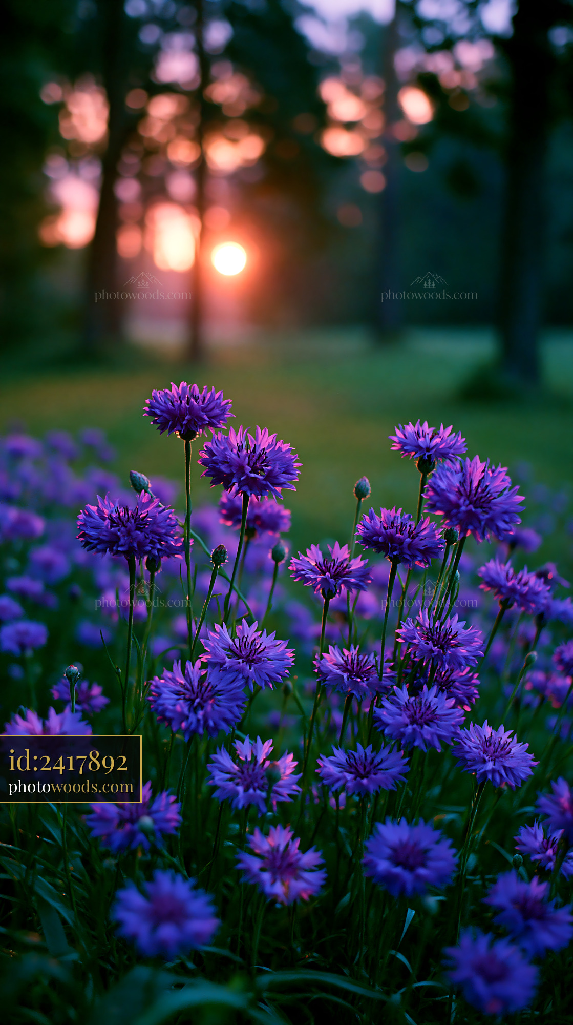 Purple Flowers Bloom in Field at Sunset Behind Trees