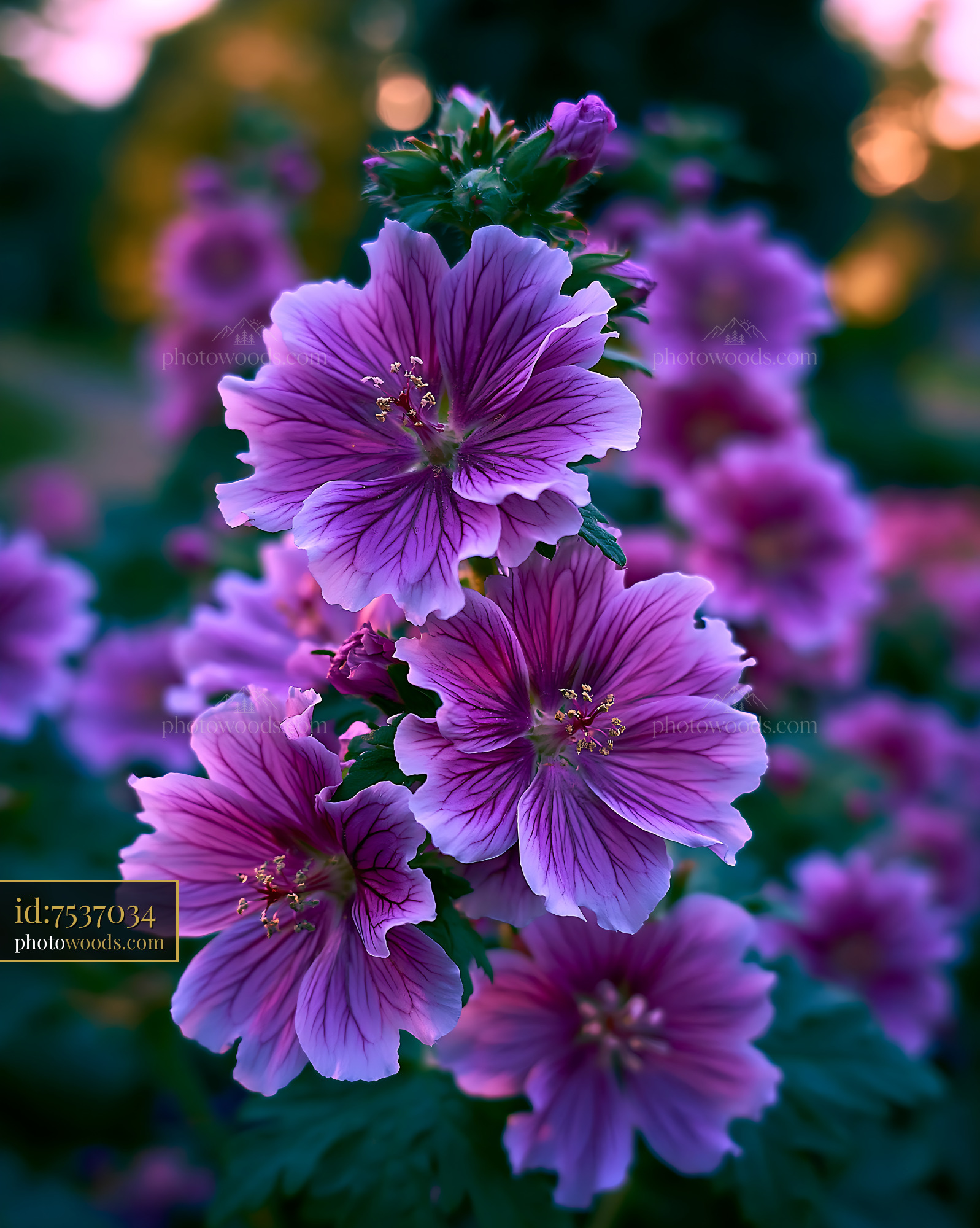 Purple Flowers Bloom in Garden During Late Afternoon Light