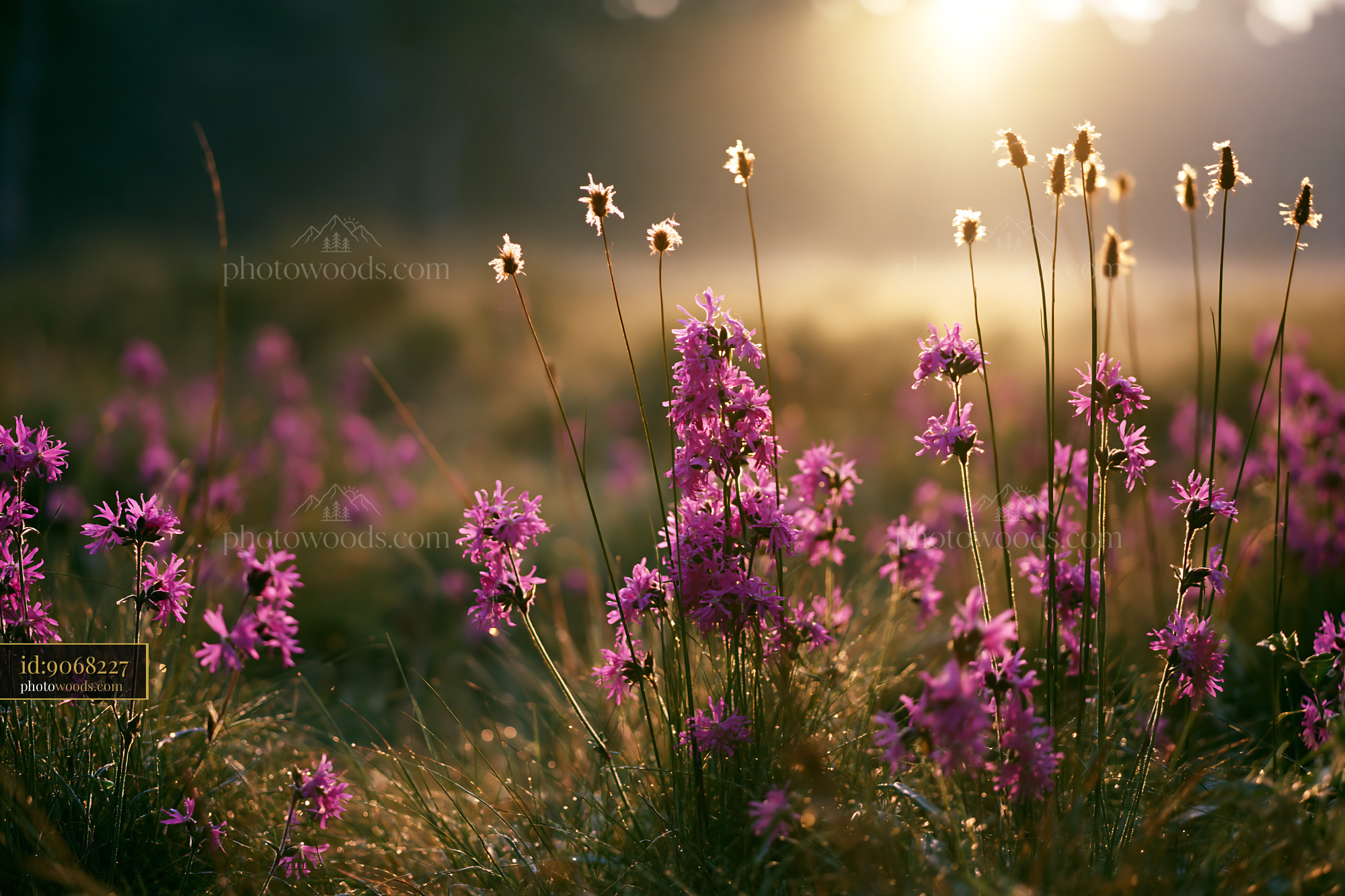 Ragged Robin Flowers in Soft Light During Golden Hour