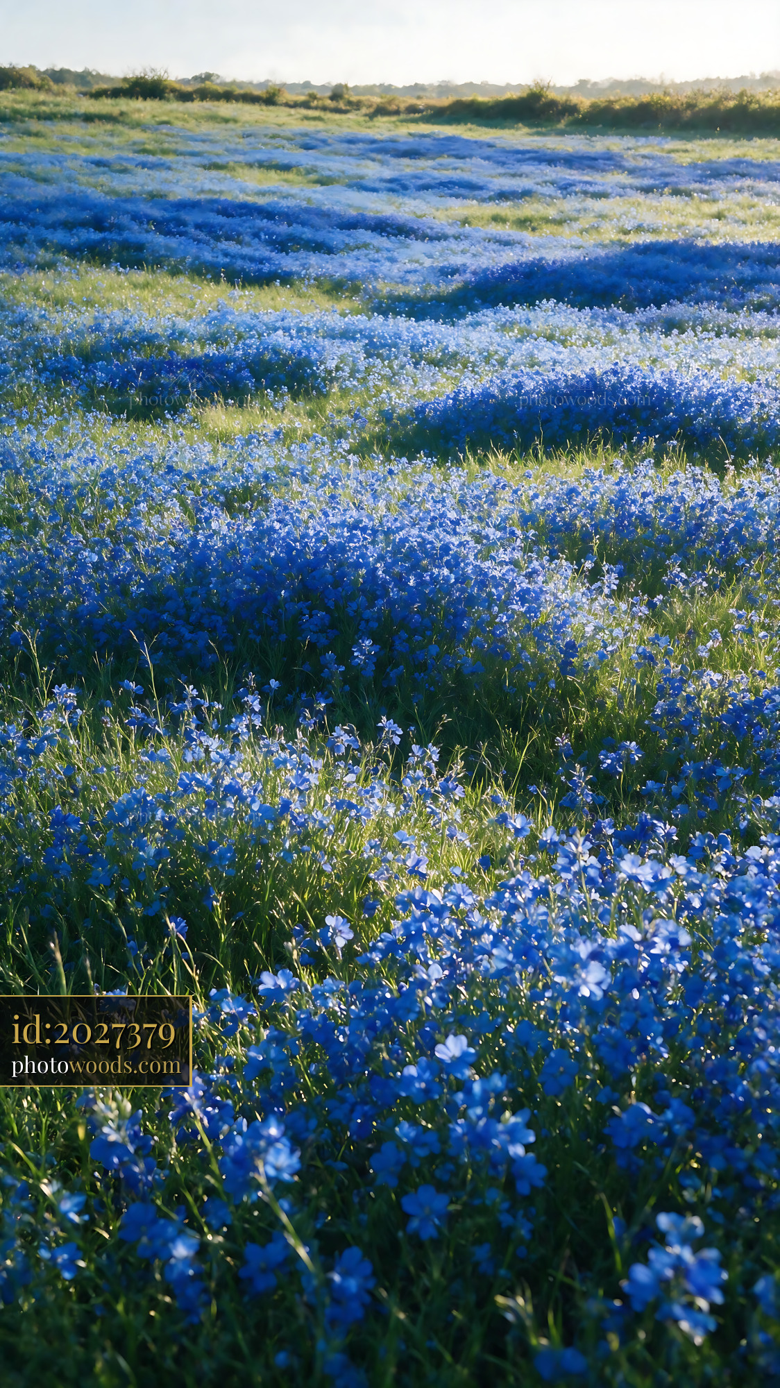 Bluebell Flower Field in Blooming Season at Noon