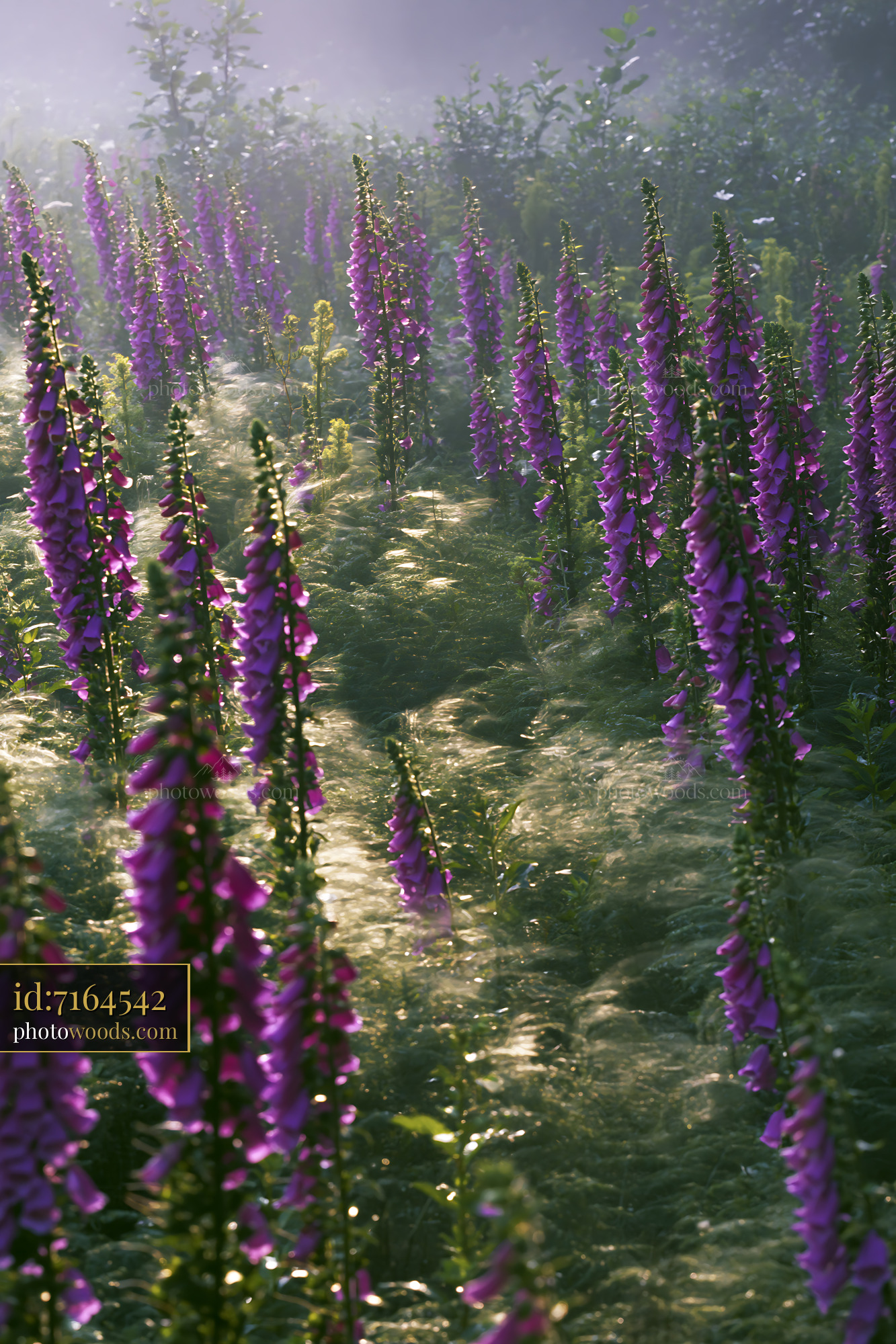 Foxglove Flowers Blooming in a Misty Meadow at Sunrise