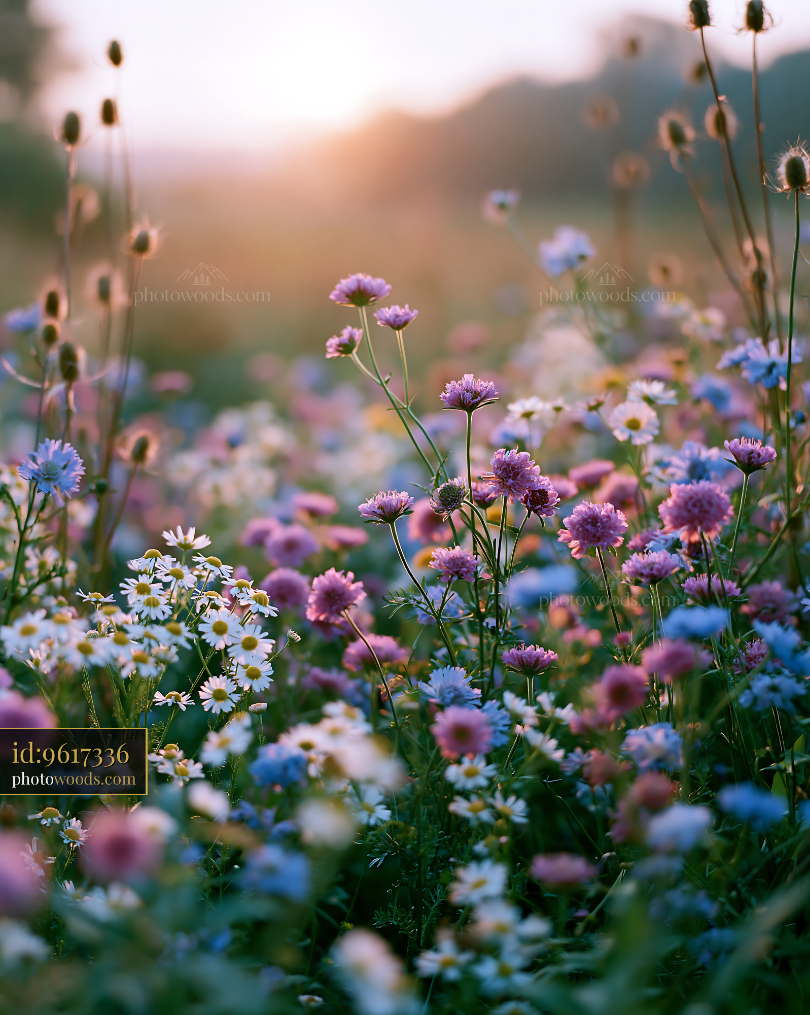 Field of Daisies and Wildflowers at Golden Hour in Springtime