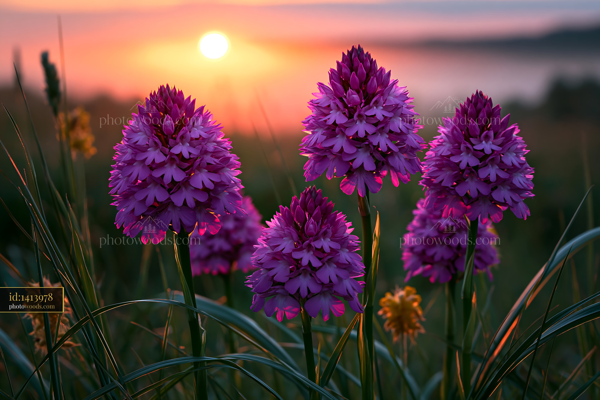 Pyramidal Orchids at Sunset in Chalk Grassland