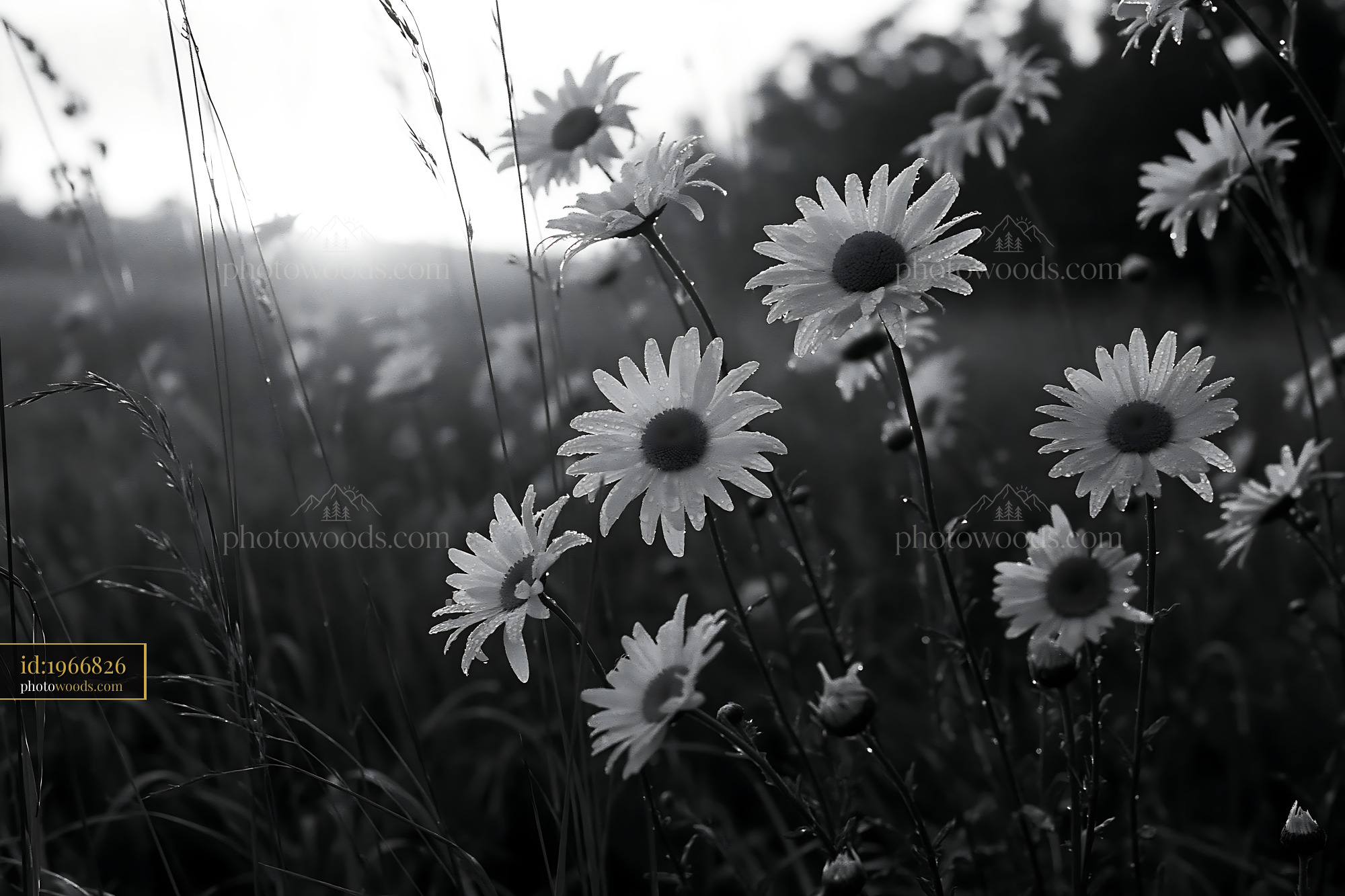 Daisy Wildflowers in a Meadow During Early Morning Light