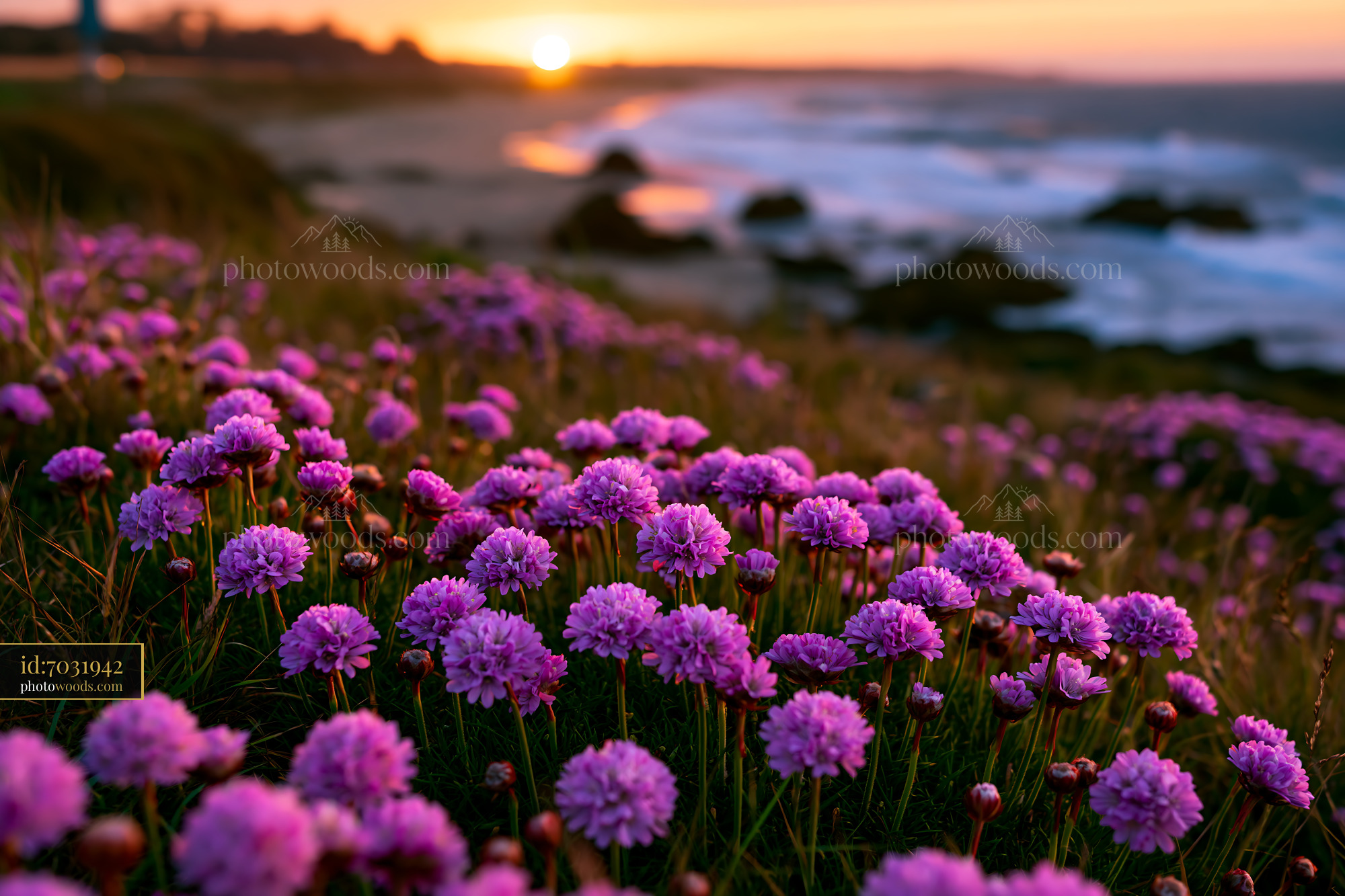 Purple Flowers Bloom by the Ocean Shore During Sunset