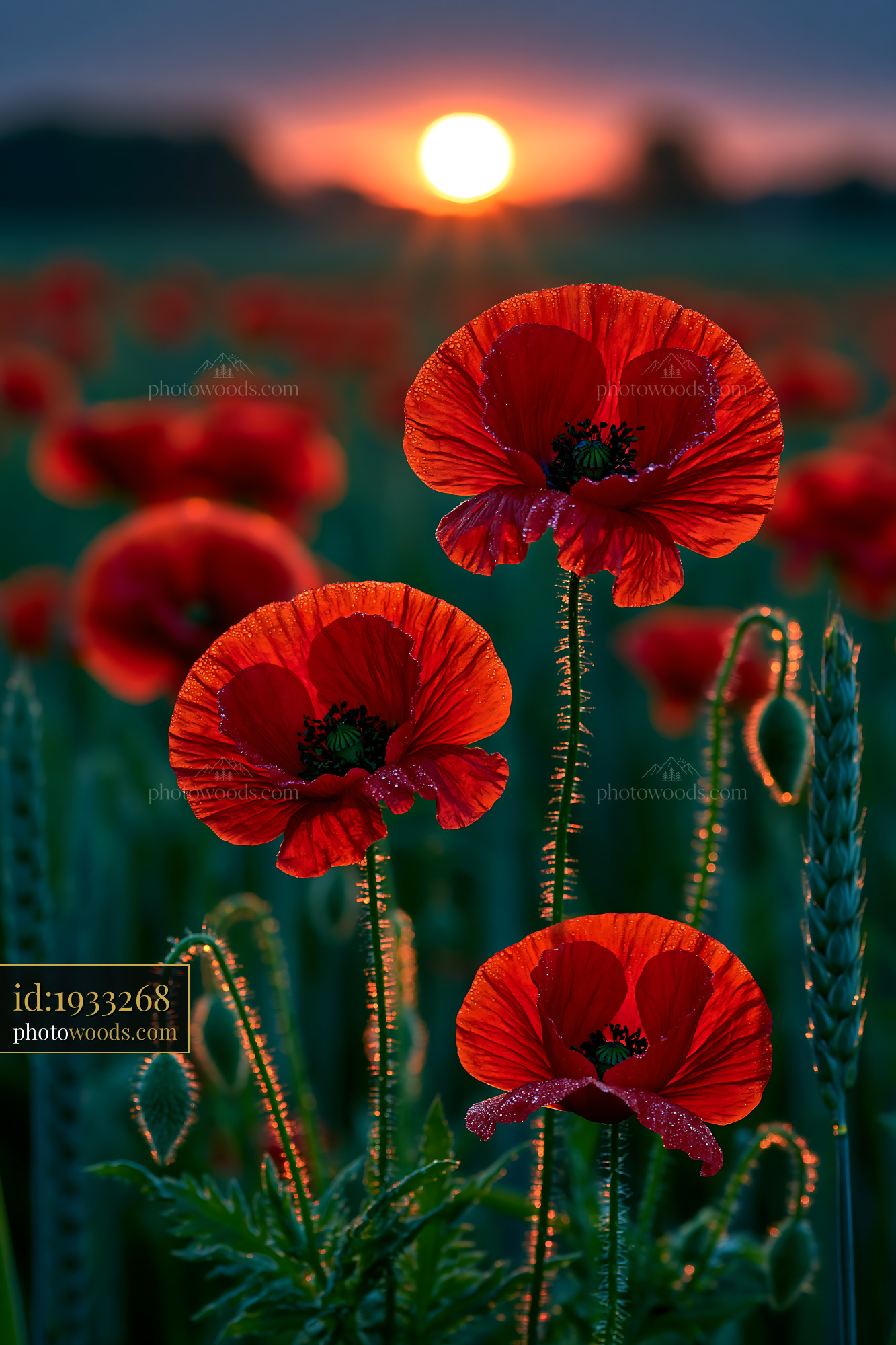 Poppies Stand Tall in a Field During Sunset With Bright Colors