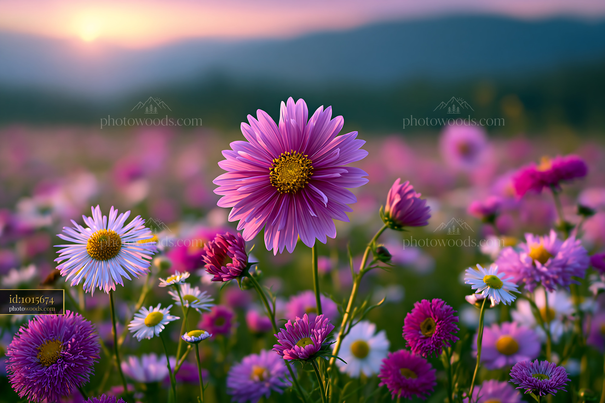 Flowers Bloom in a Field at Sunset With Vibrant Colors