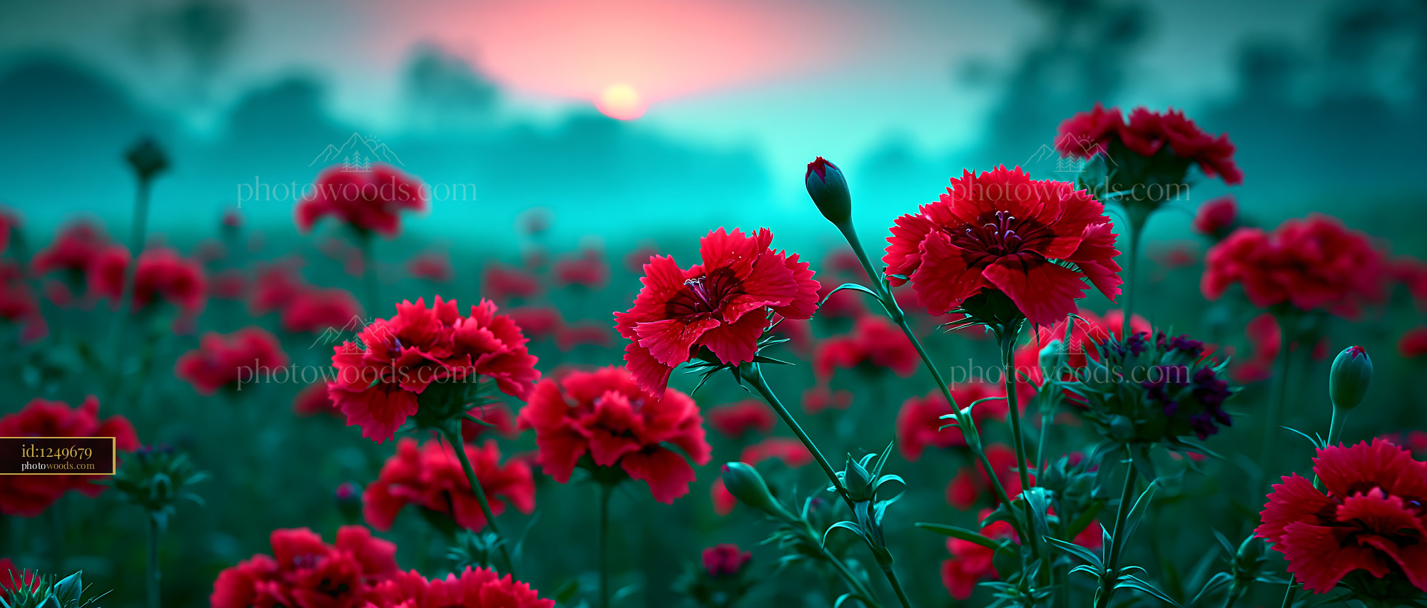 Red Flowers Bloom in a Field During Sunrise With Soft Light