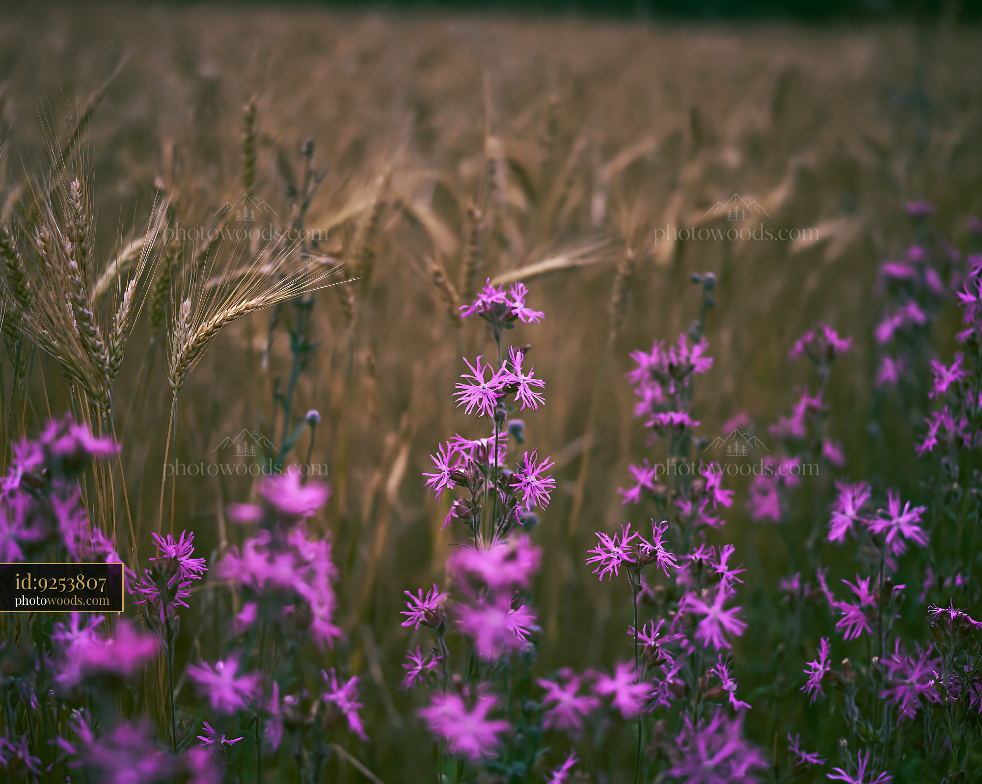 Purple Loosestrife Blooms in a Meadow During Late Spring