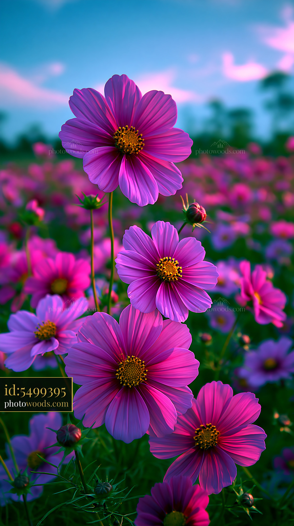 Pink Flowers Grow in a Field Under Soft Blue Sky at Sunset