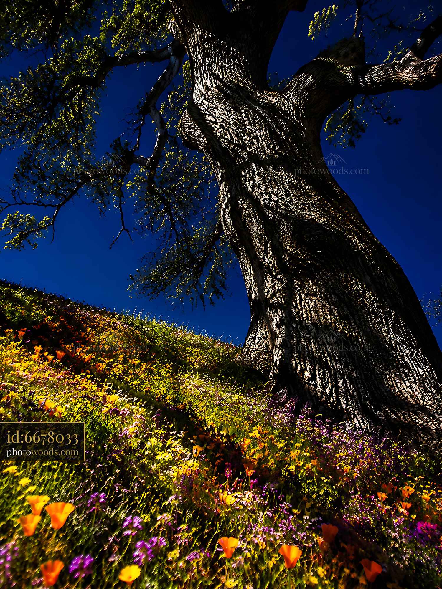 Tree Stands Tall With Colorful Flowers Blooming Underneath
