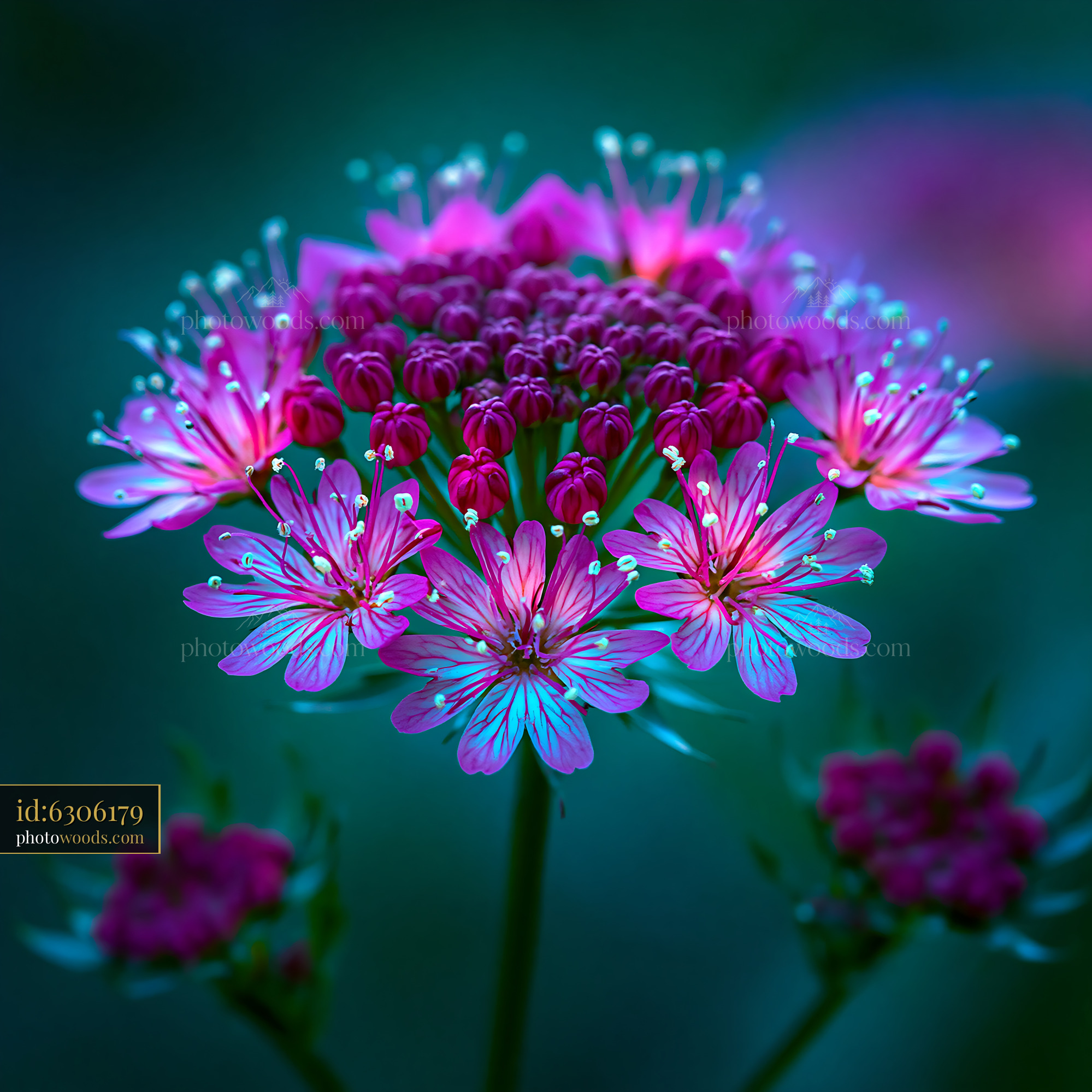 Purple Flowers Bloom in Vibrant Colors Under Natural Light