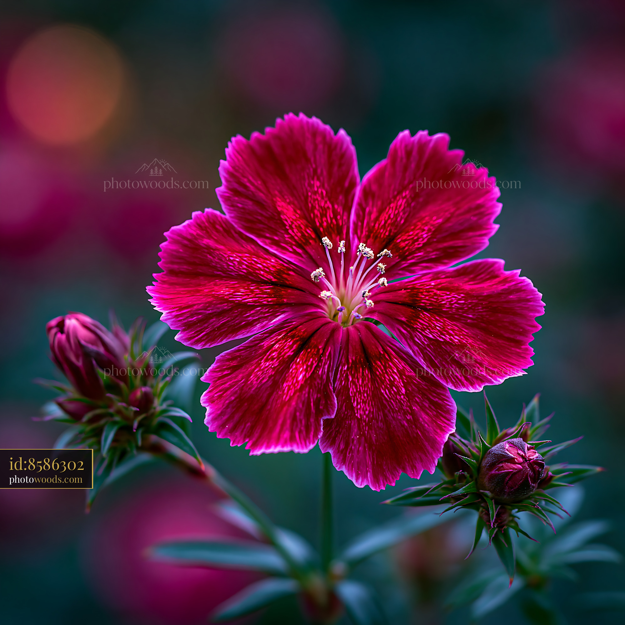 Flower Blooming in Garden With Vibrant Colors and Soft Light
