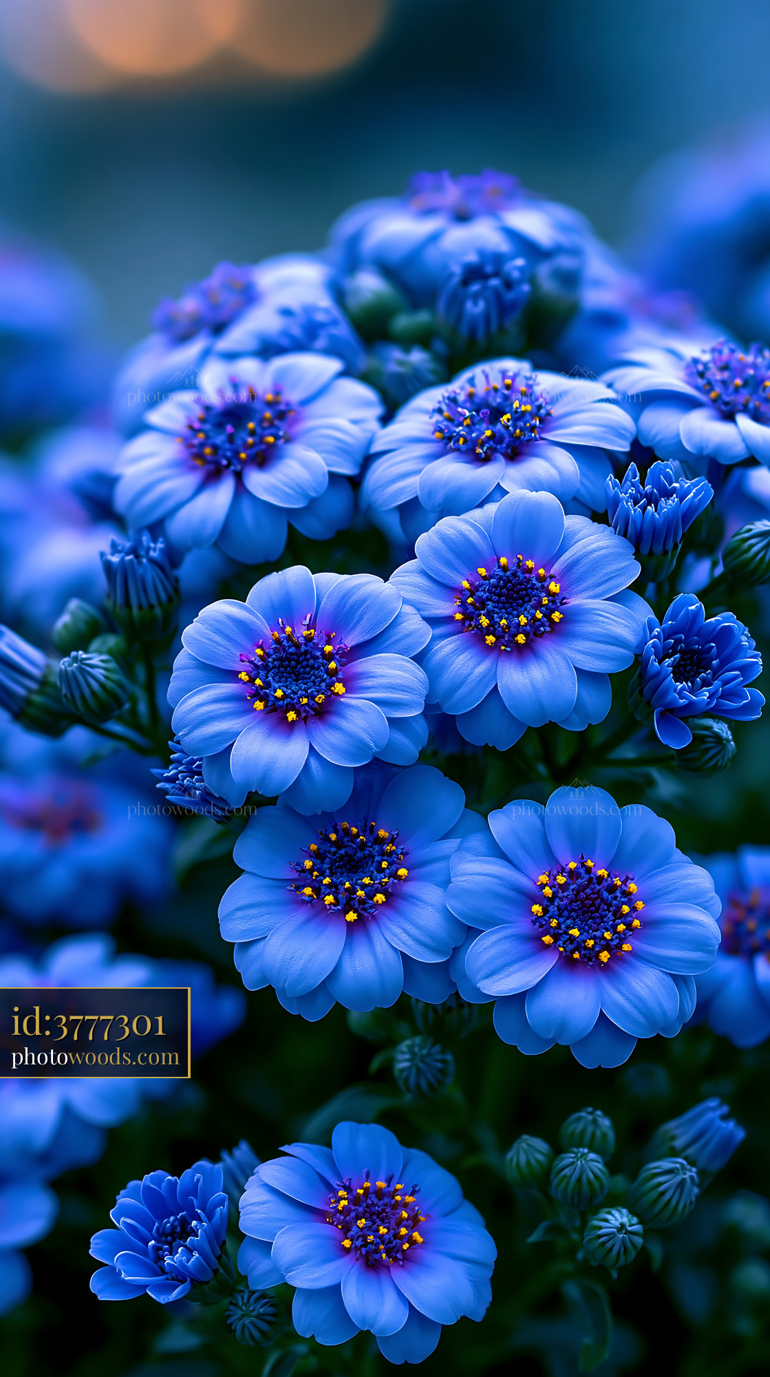 Blue Flowers With Glowing Centers Create a Vibrant Display