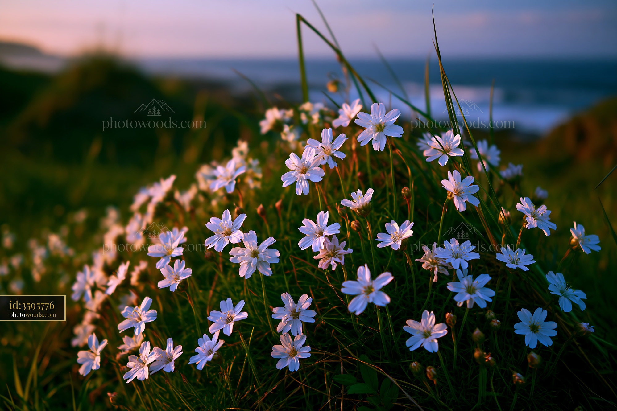 White Flowers Bloom on Grass Near the Ocean at Sunset