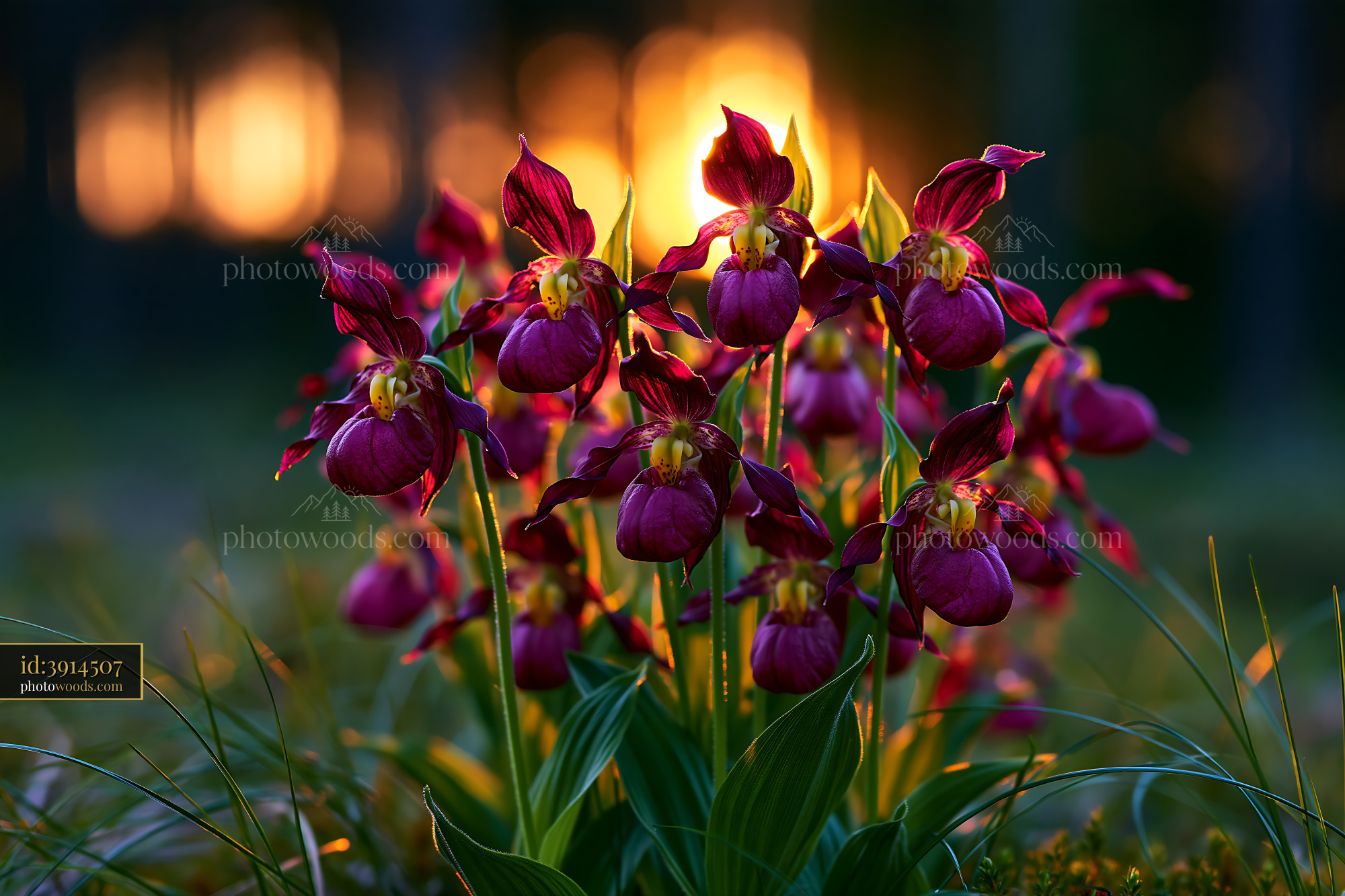 Ladys Slipper Orchids Blooming in a Wild Meadow at Sunset
