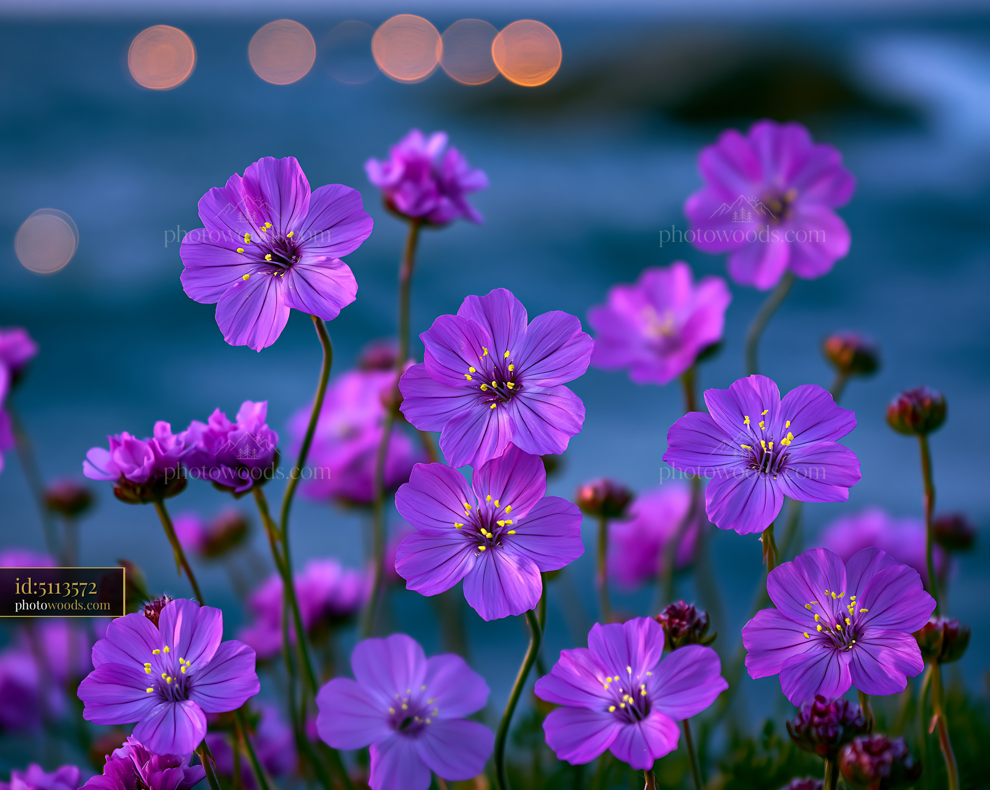 Purple Flowers Blooming Near Water With Blurred Lights in Background