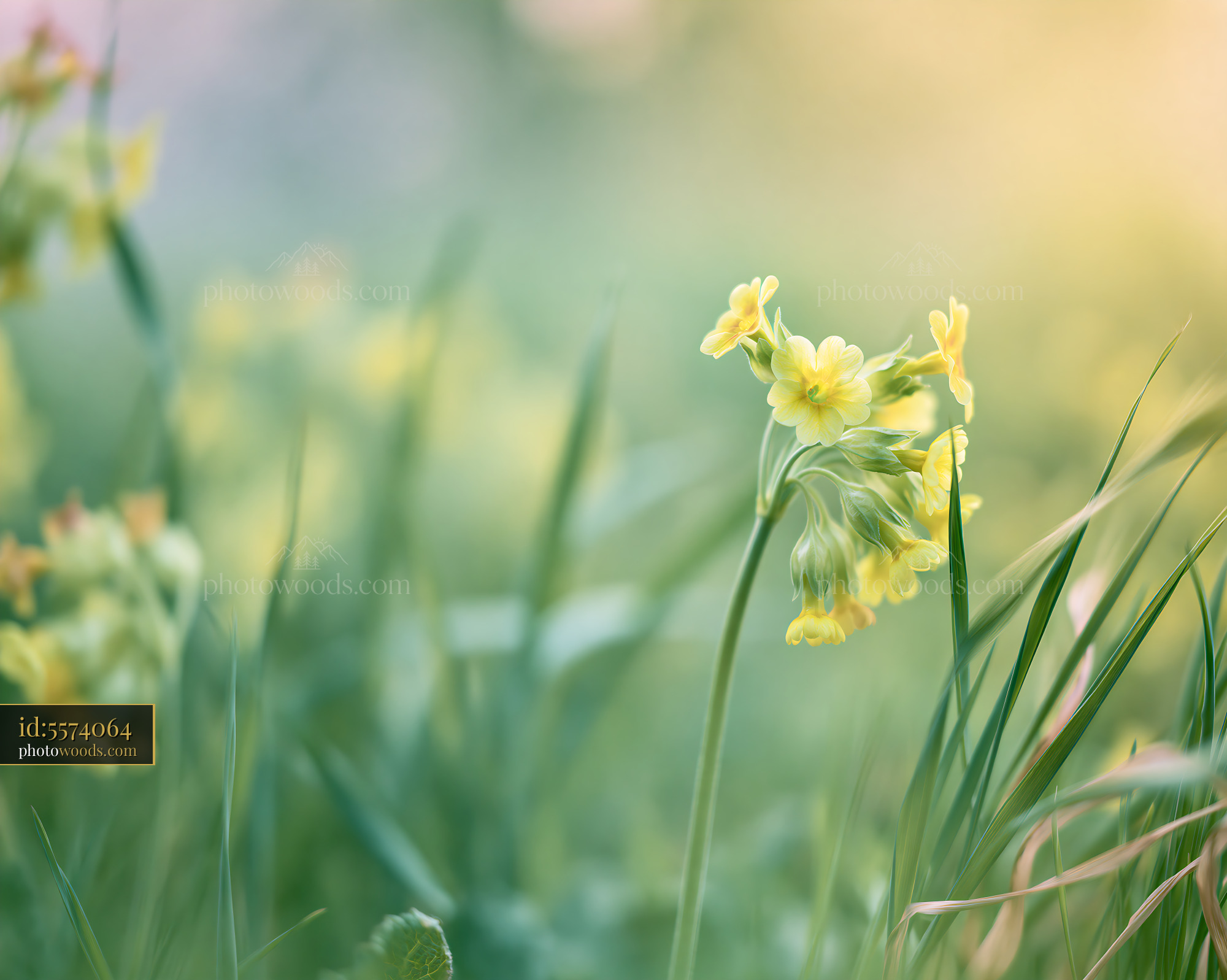 Cowslip Wildflower Blooming in a Meadow During Springtime
