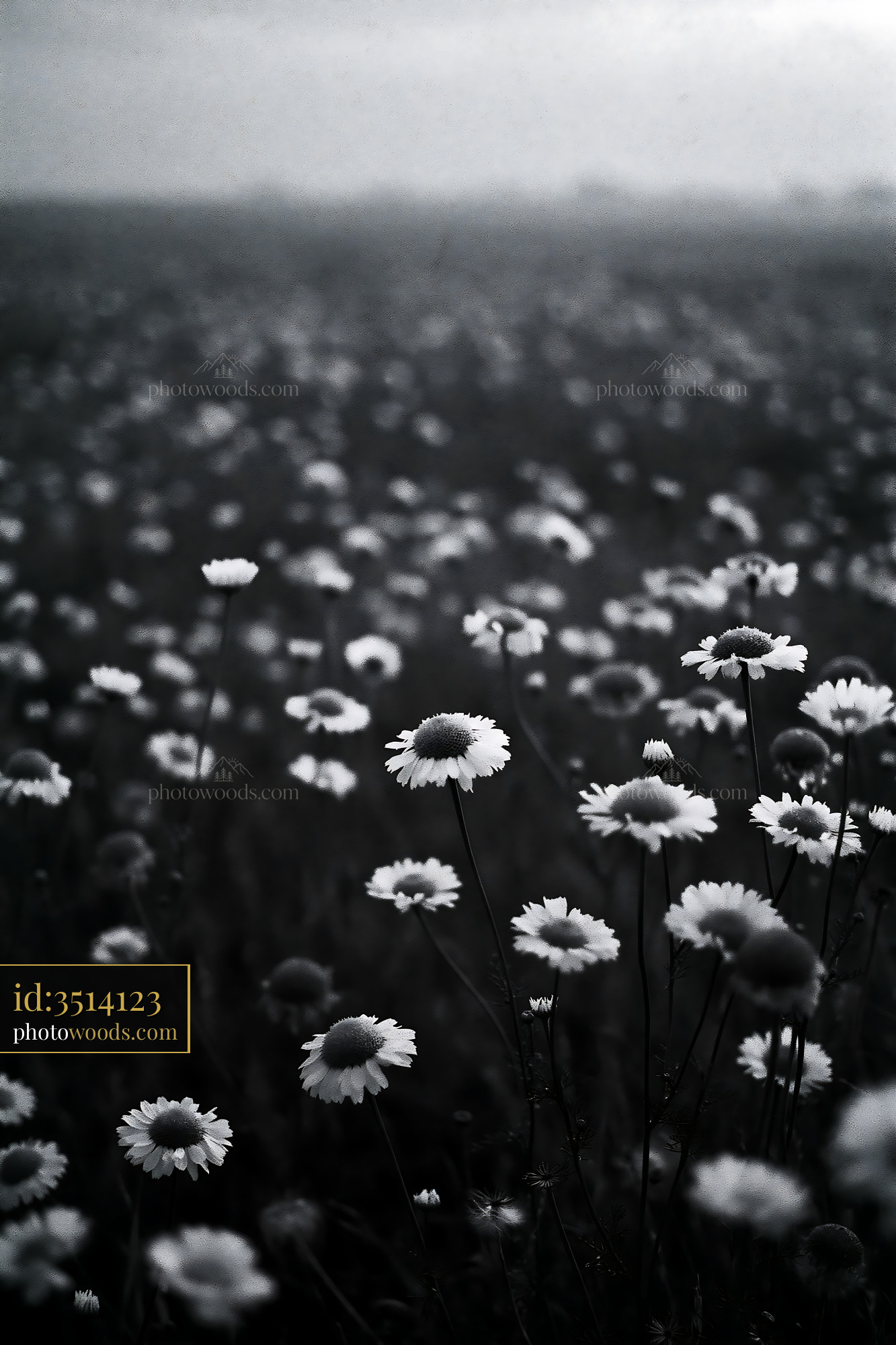 Chamomile Flowers Blooming in a Meadow During Early Morning