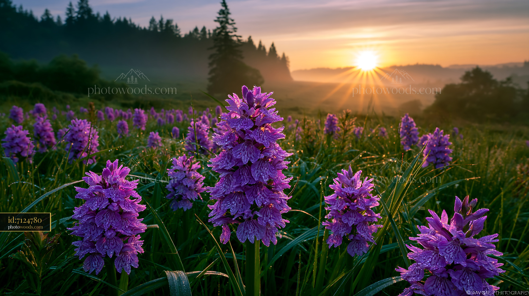 Wild Bee Orchids Blooming at Sunrise in Meadow