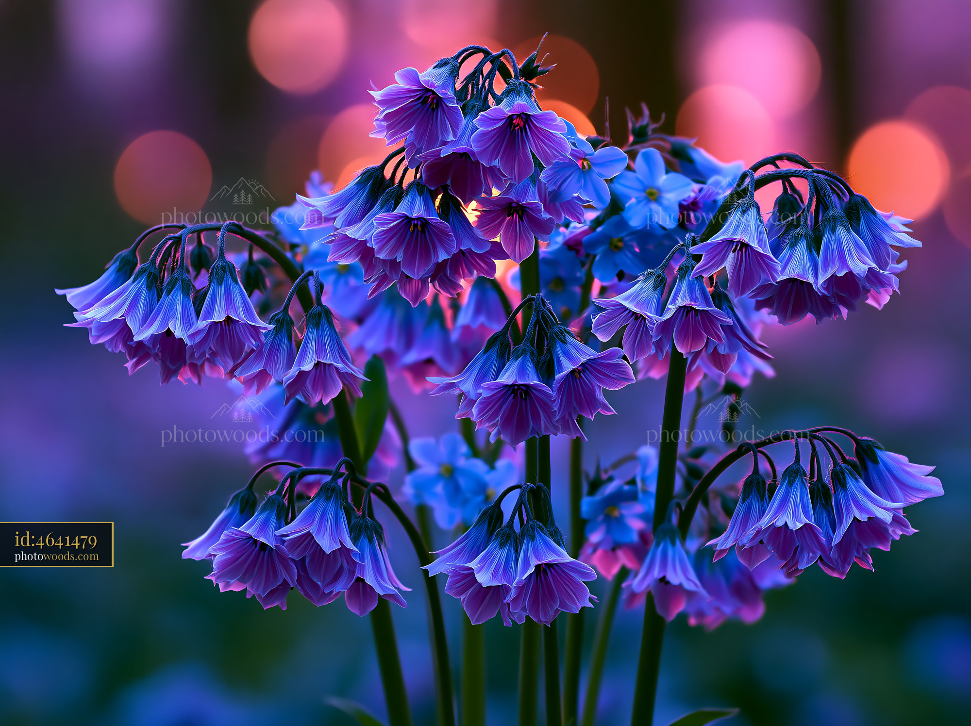 Flowers Bloom in Evening Light, Showcasing Vibrant Colors and Shapes