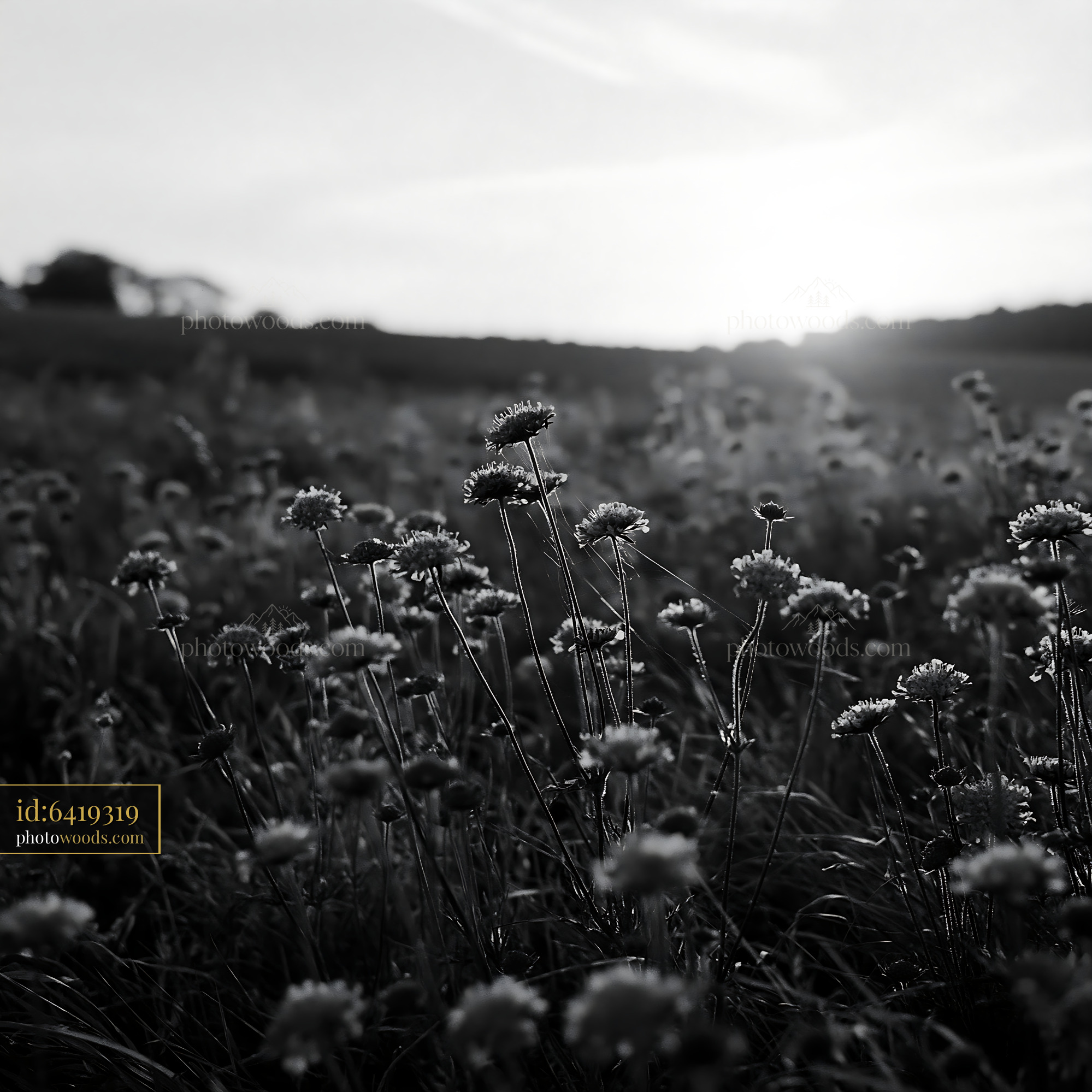 Scabious Wildflowers Blooming at Sunset in a Meadow