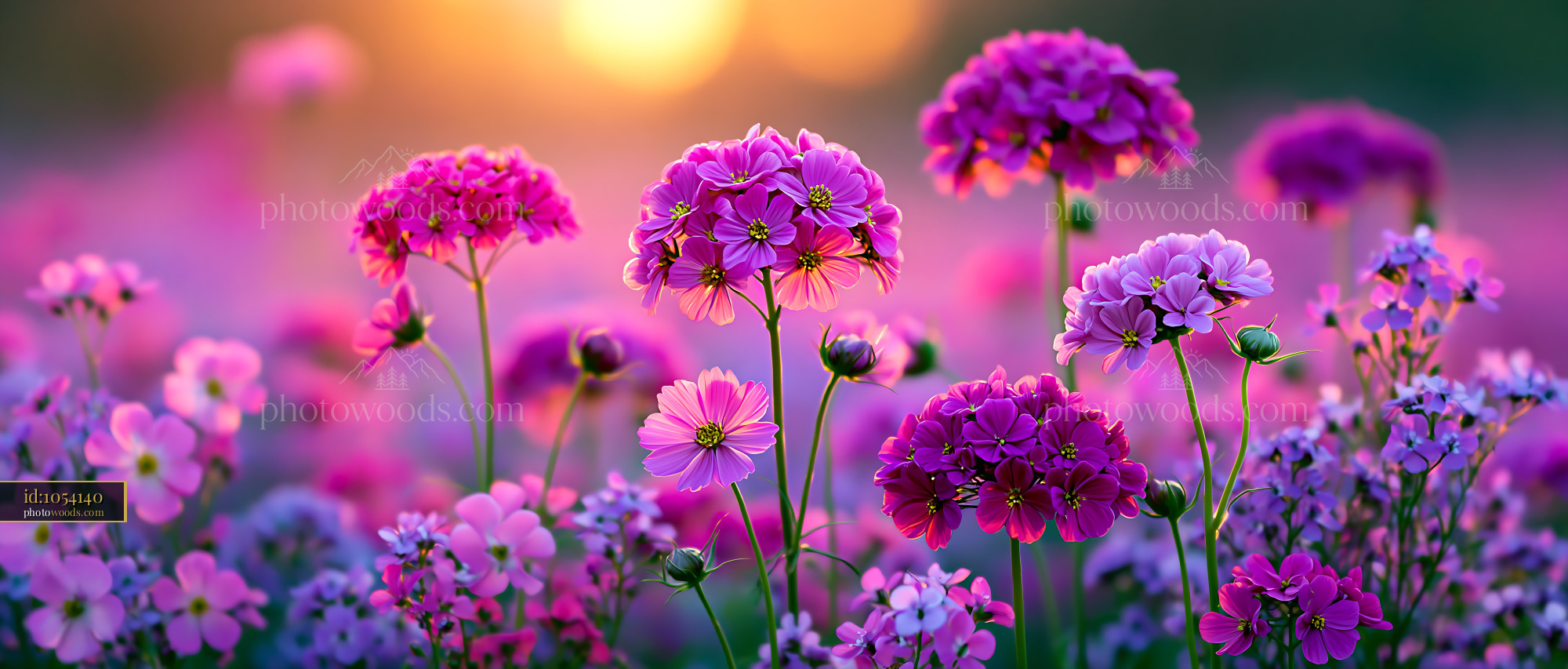 Flowers Bloom in Vibrant Colors at Sunset Near a Garden