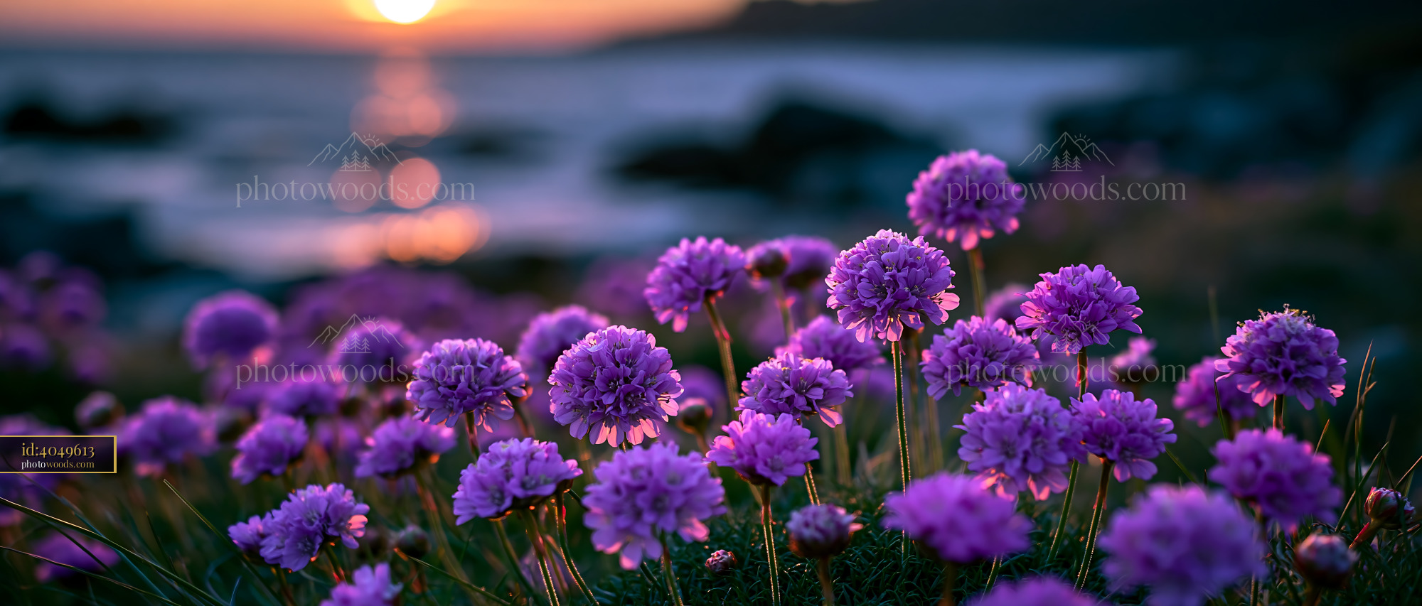 Purple Flowers Bloom by the Ocean During Sunset
