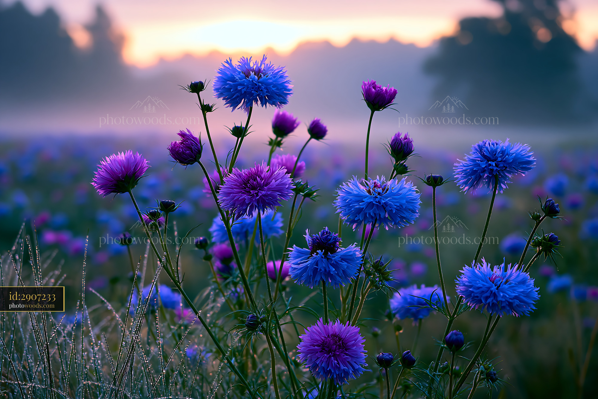 Flowers Bloom in a Field at Sunrise With Mist and Soft Light
