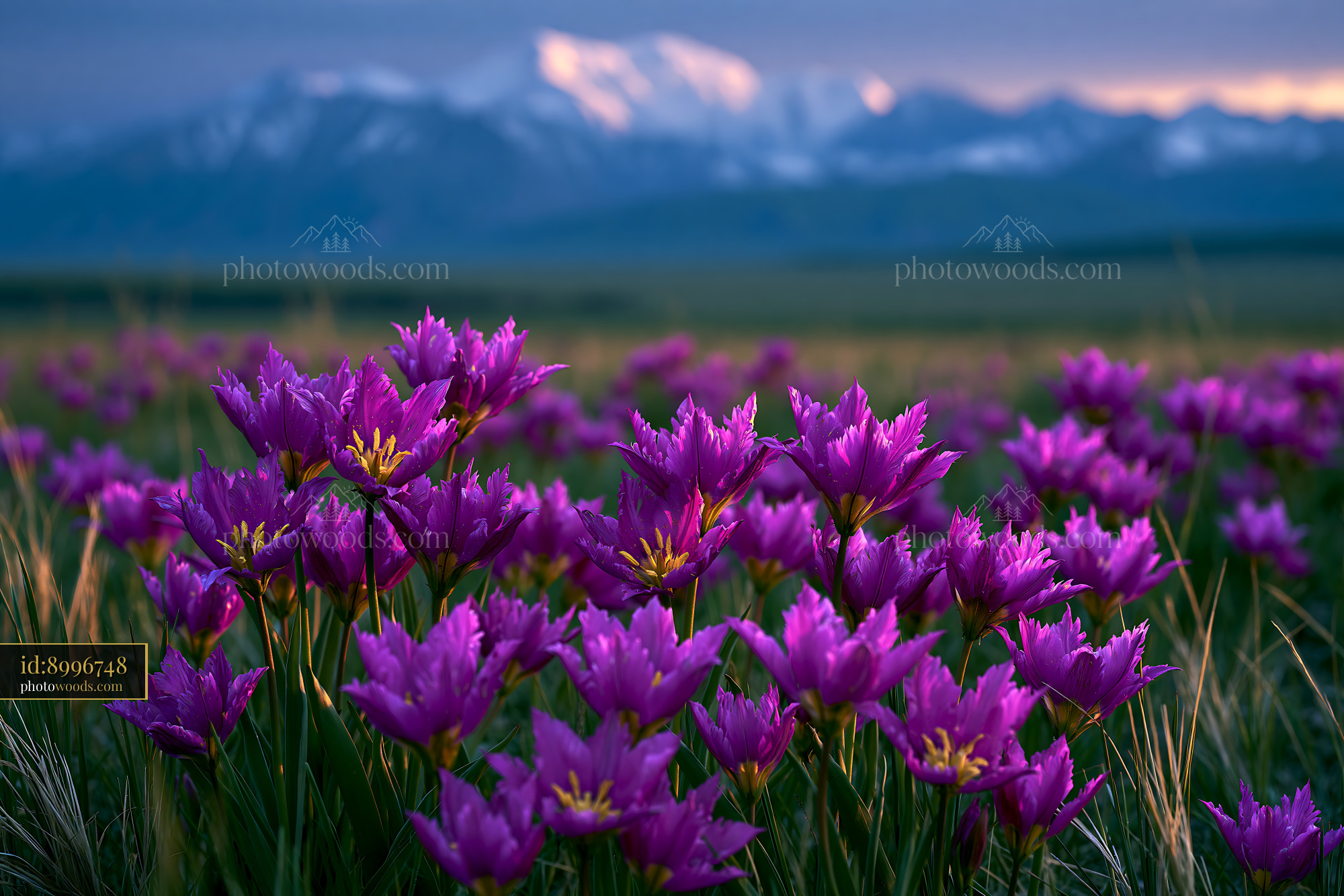 Wild Tulips in a Meadow With Mountains in the Background