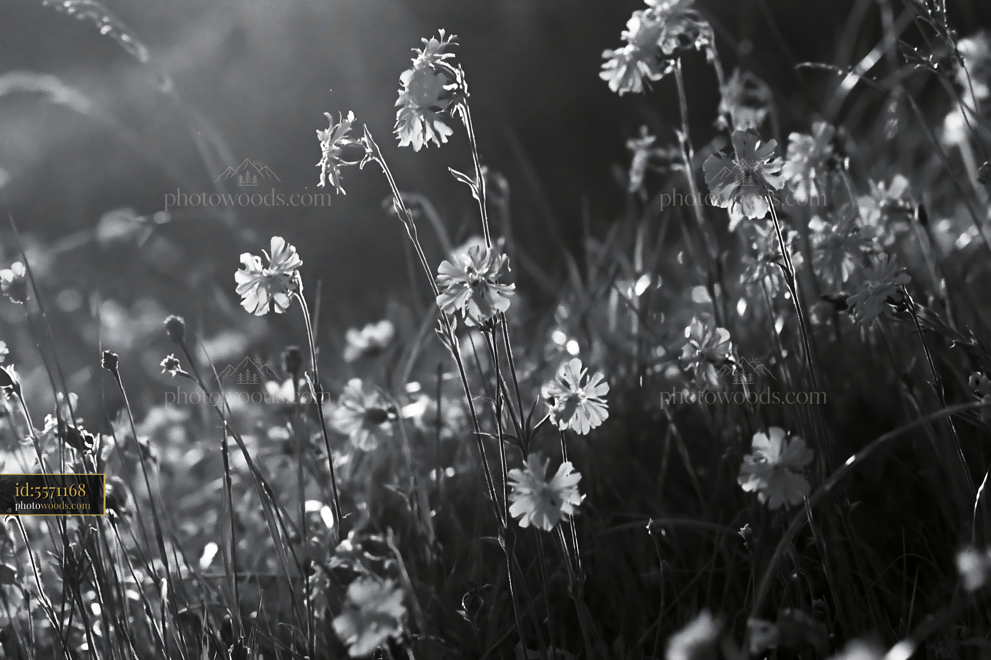 Ragged Robin Wildflowers in Soft Morning Light
