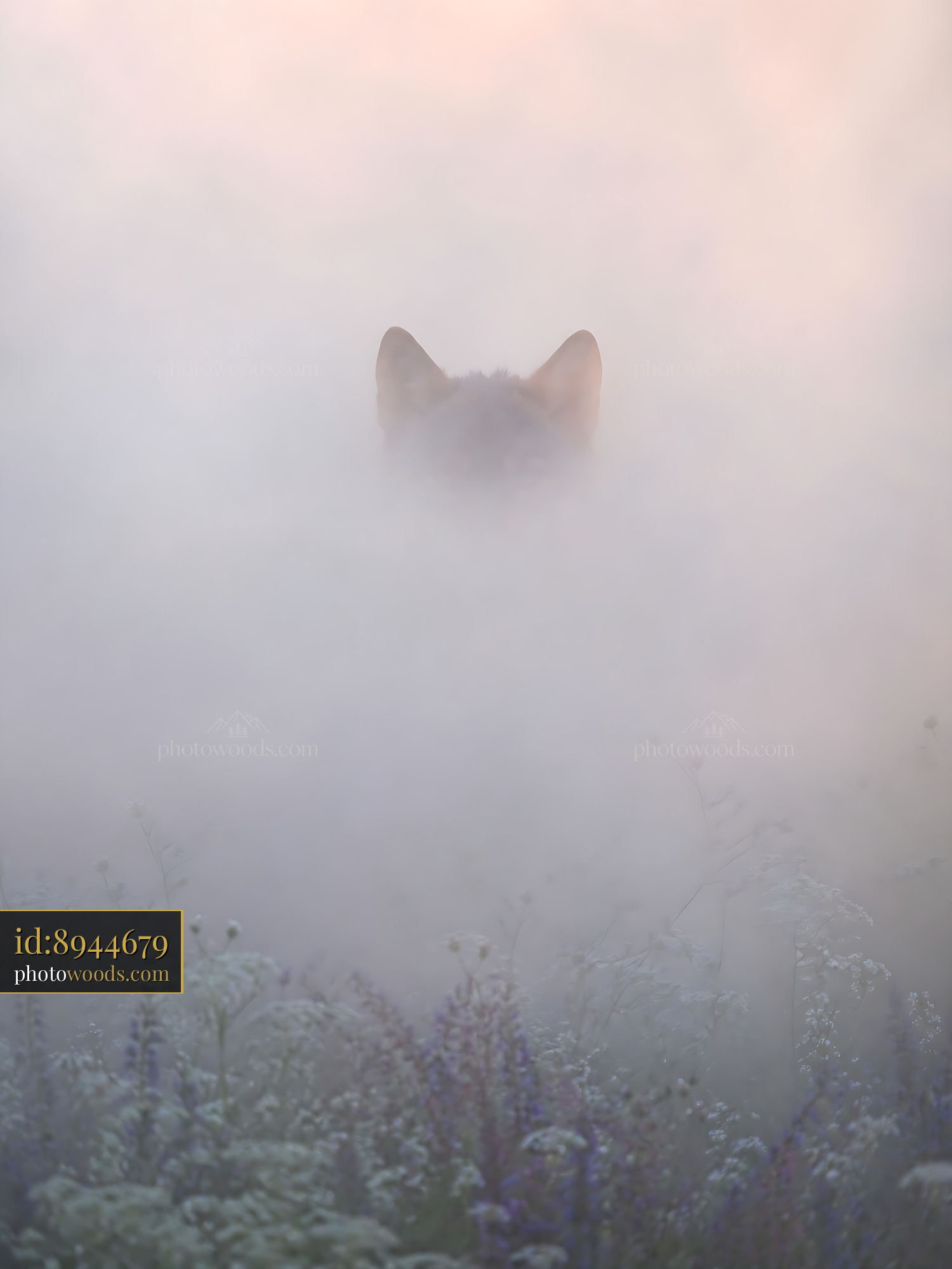 Fox Appears in Fog Among Wildflowers During Early Morning Light