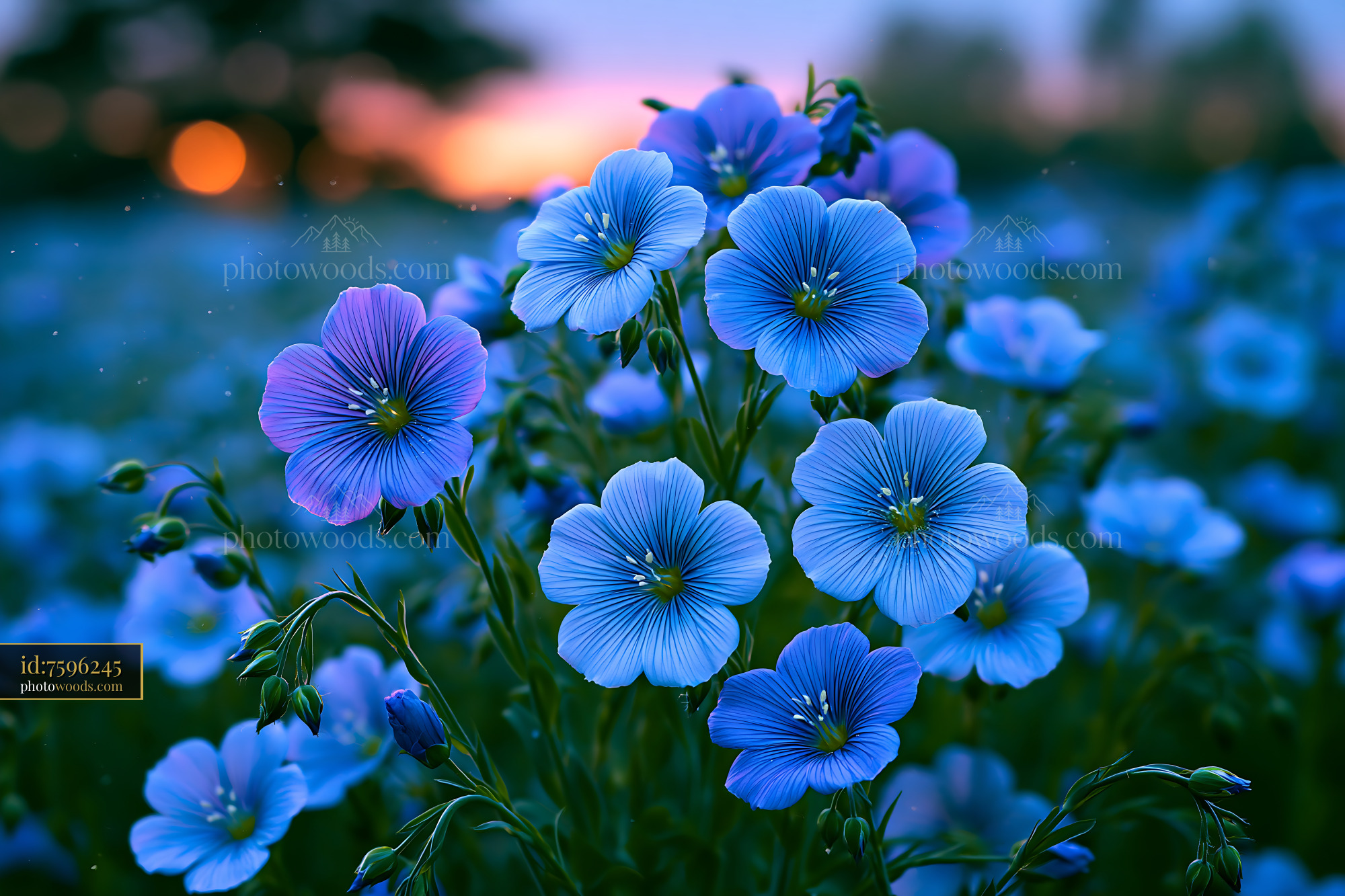 Blue Flowers Bloom in Field During Sunset With Soft Light