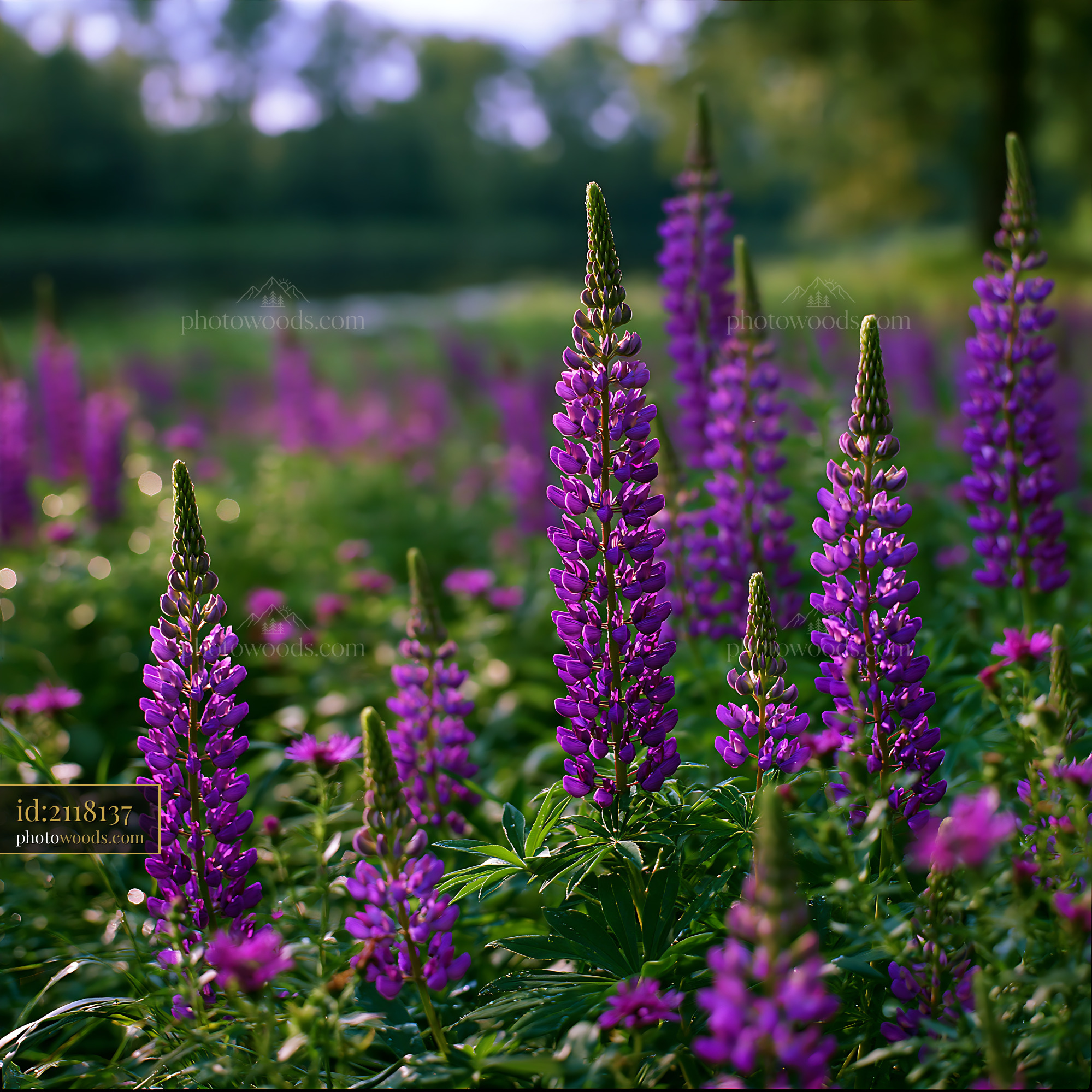 Lupine Blooming in Meadow Under Soft Light