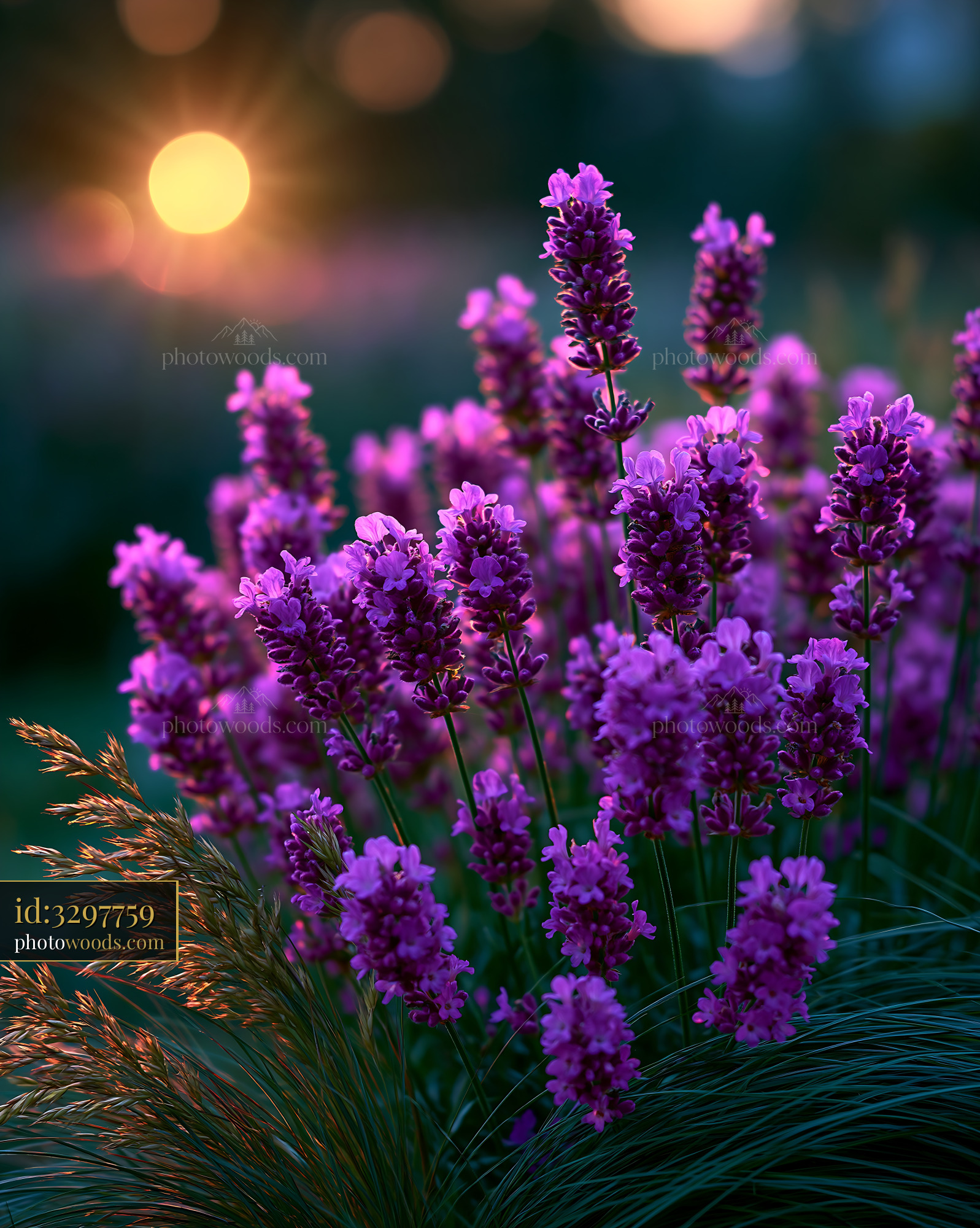 Lavender Flowers Bloom With Sunset in the Background
