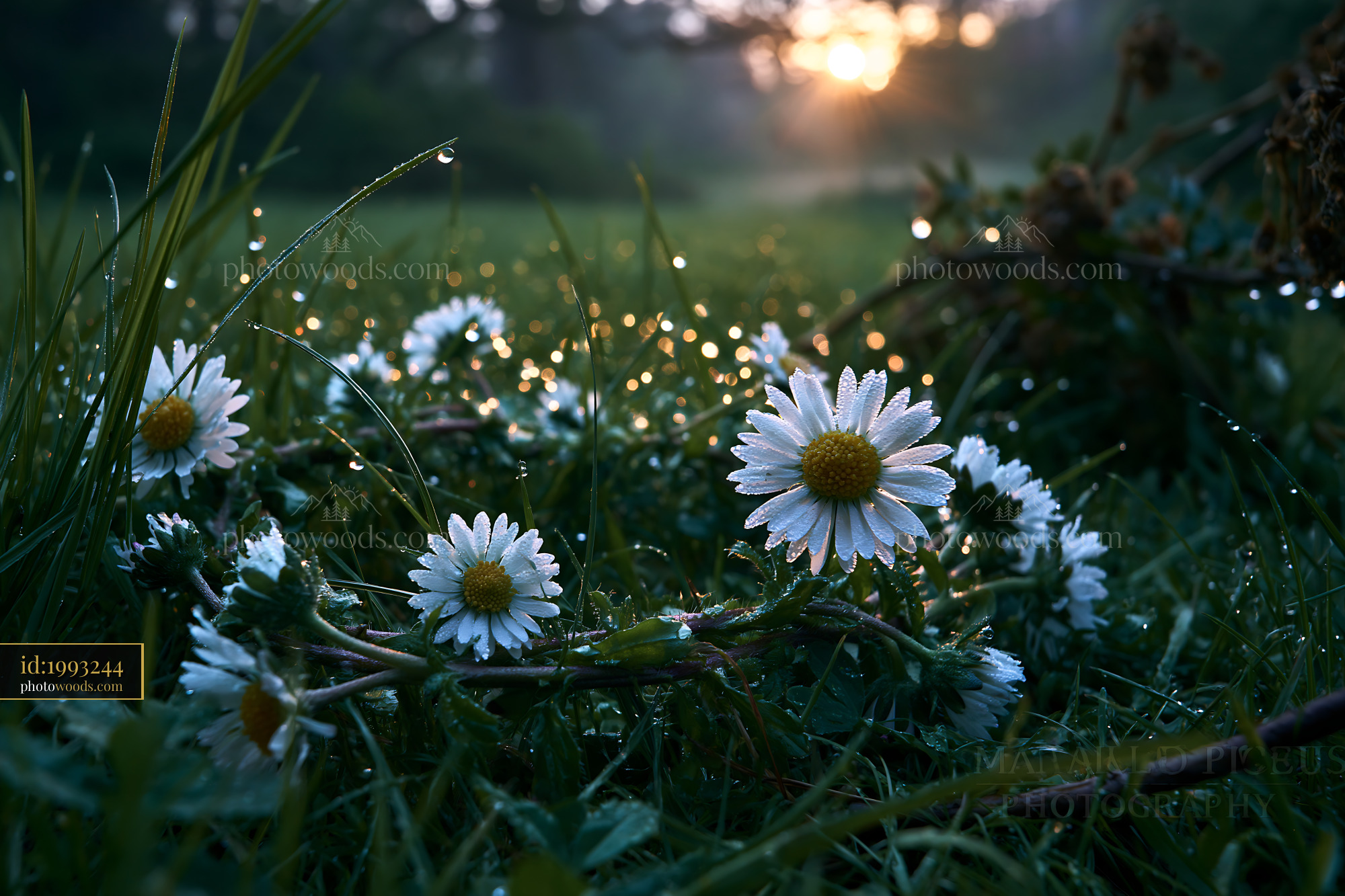 Daisy Chain on Grass With Morning Light in a Natural Setting