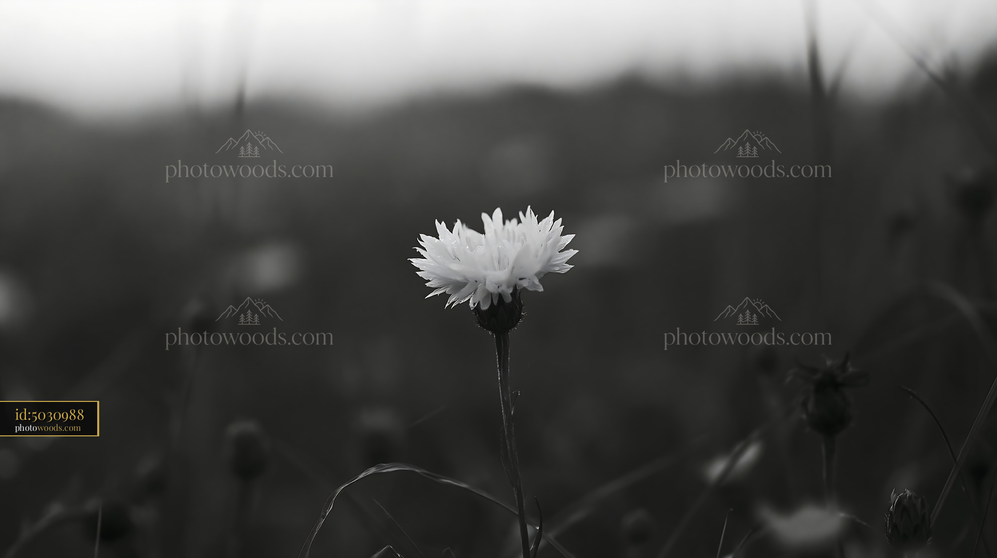 Pimpernel Flower Blooming in Meadow During Golden Hour
