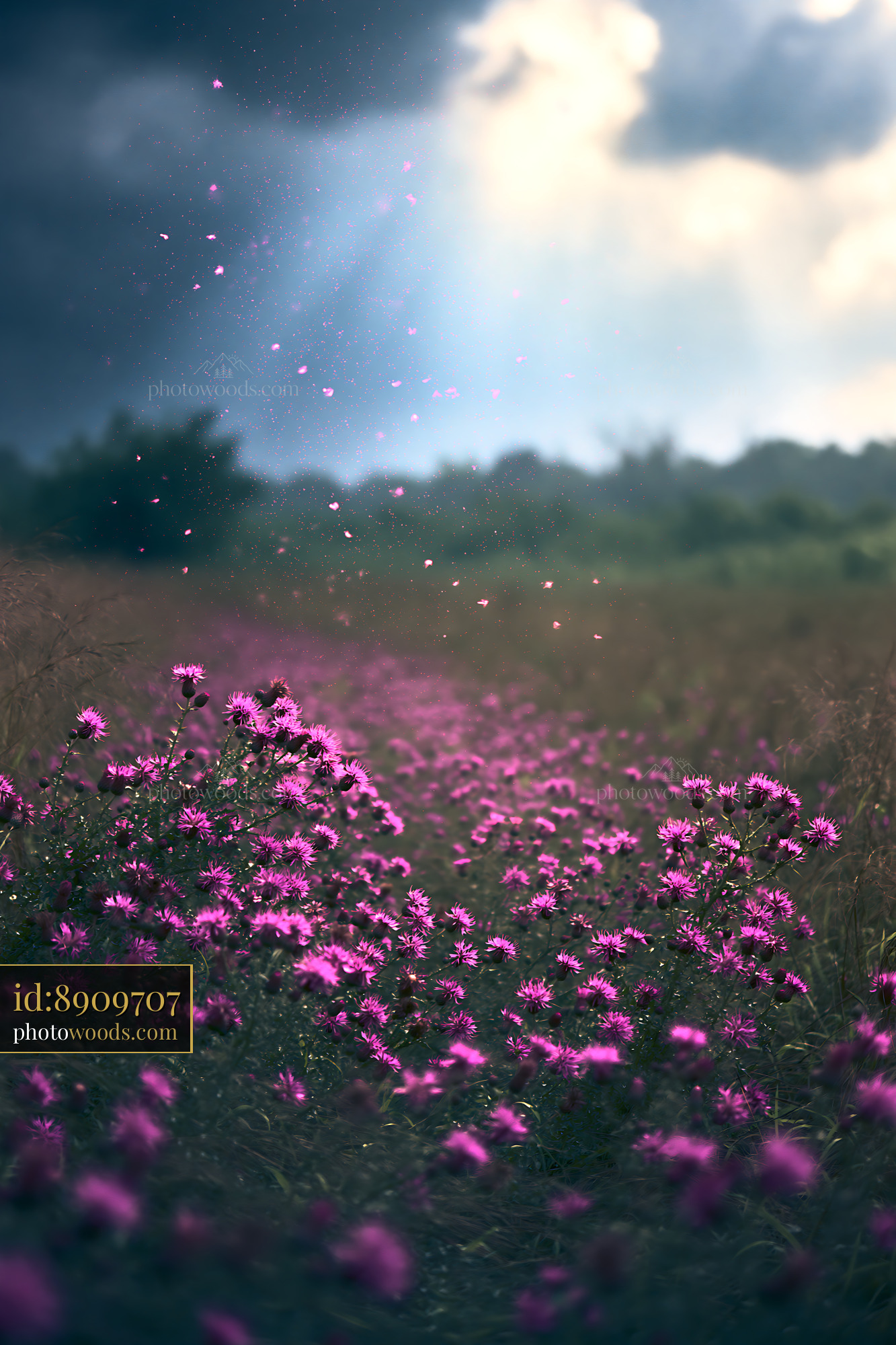 Wildflower Field With Pink Blossoms Under a Cloudy Sky