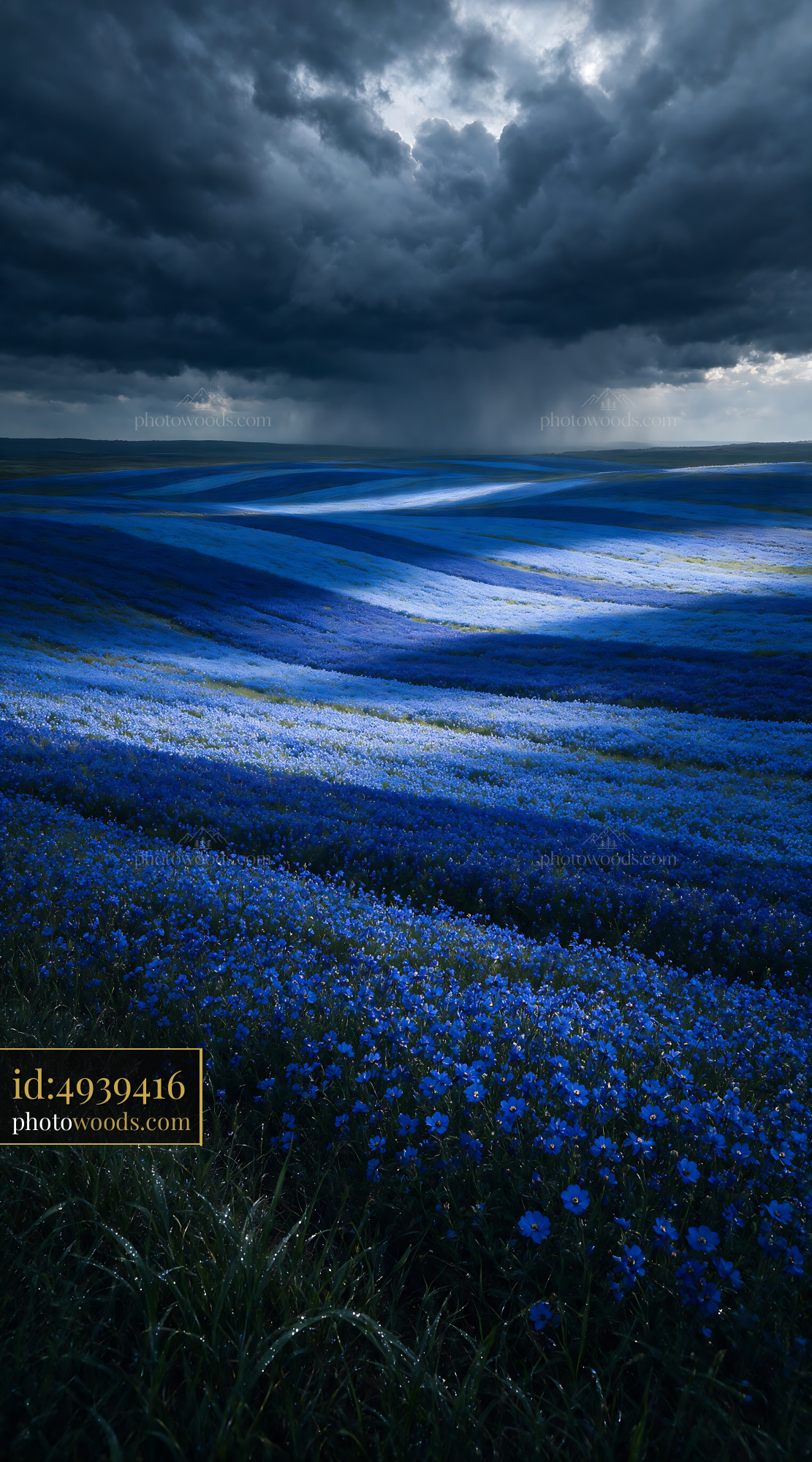 Blue Flax Flowers Blooming in Open Landscape With Dark Clouds