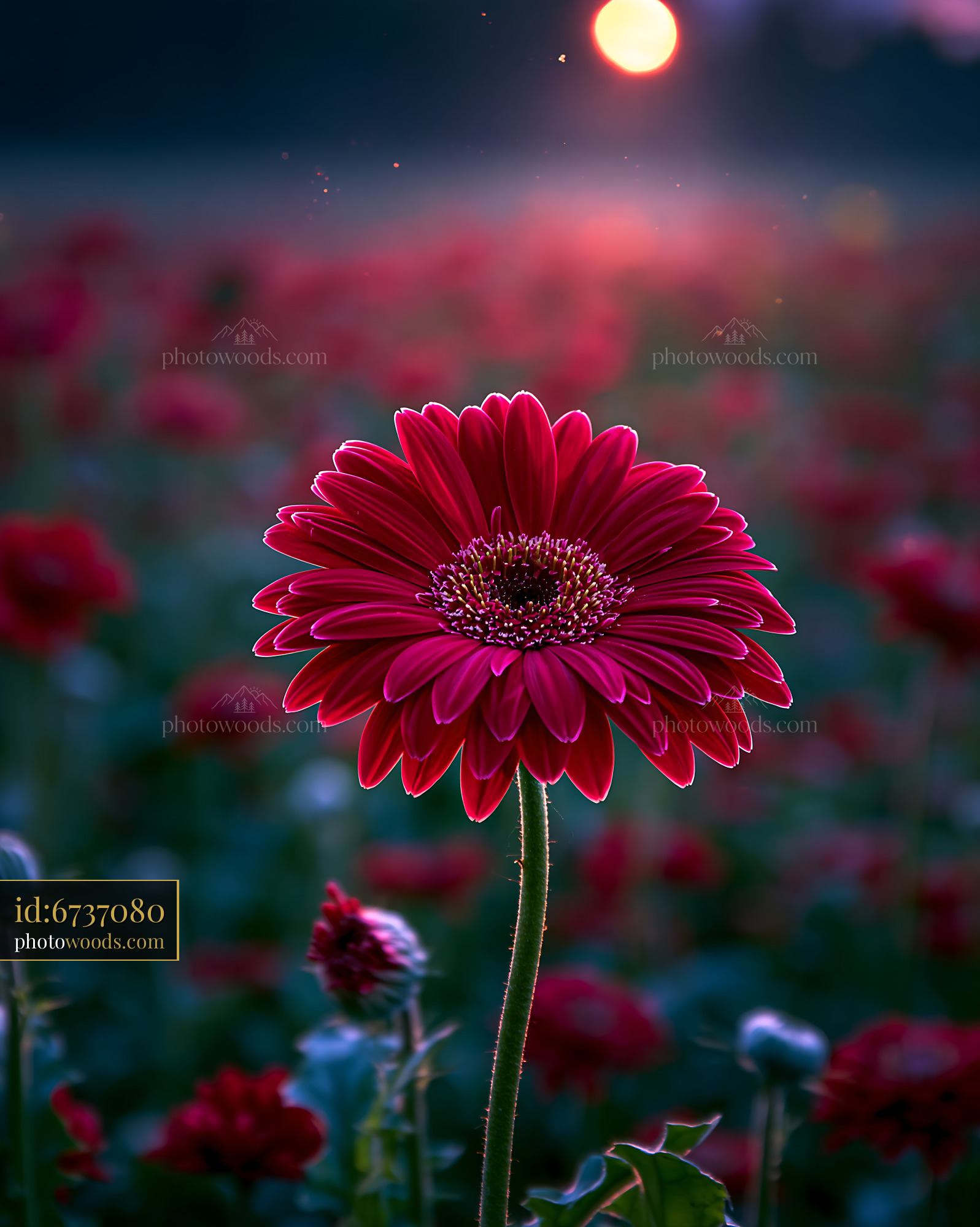 Red Flower Stands Tall With Sun Setting in the Background