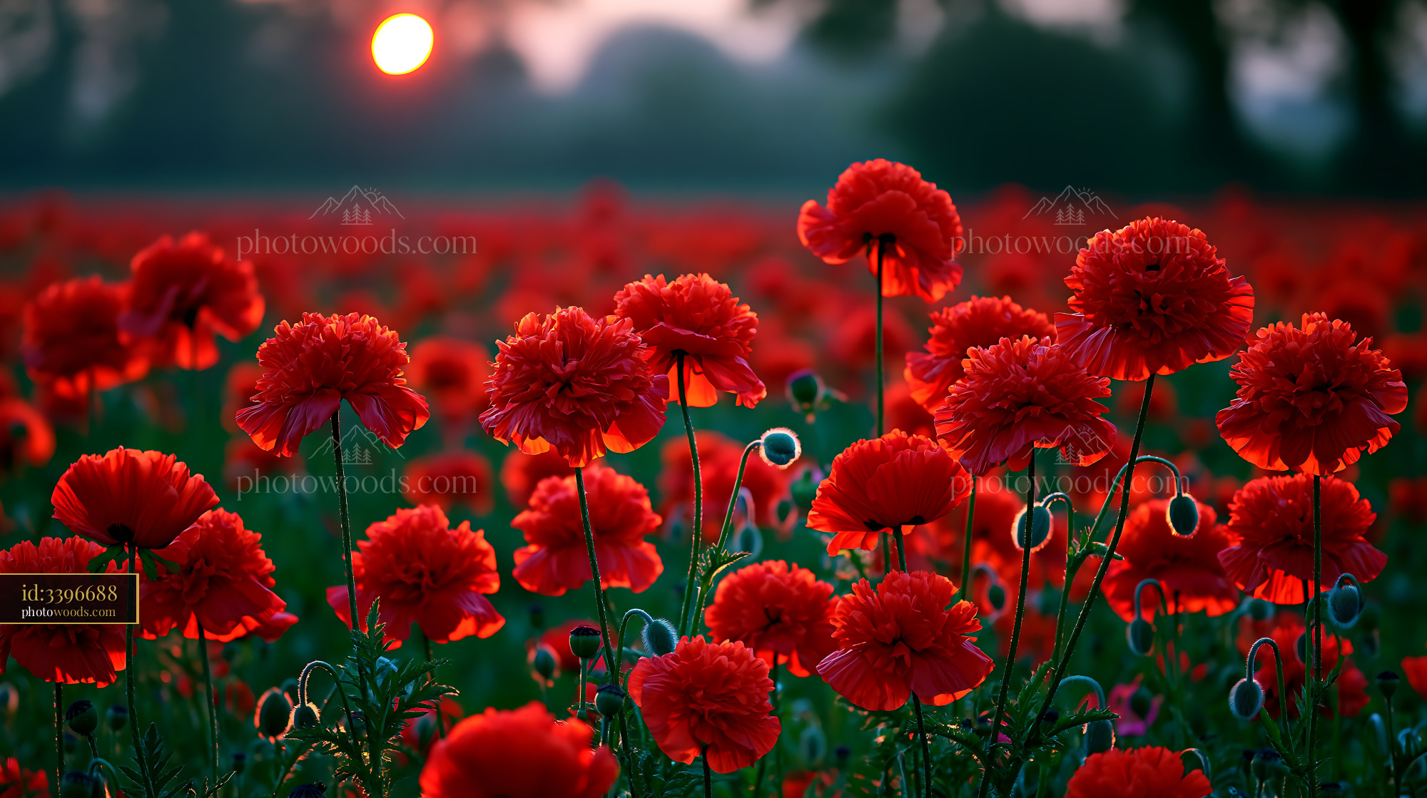 Flowers Bloom Under Sunset Near Open Field With Trees in Background